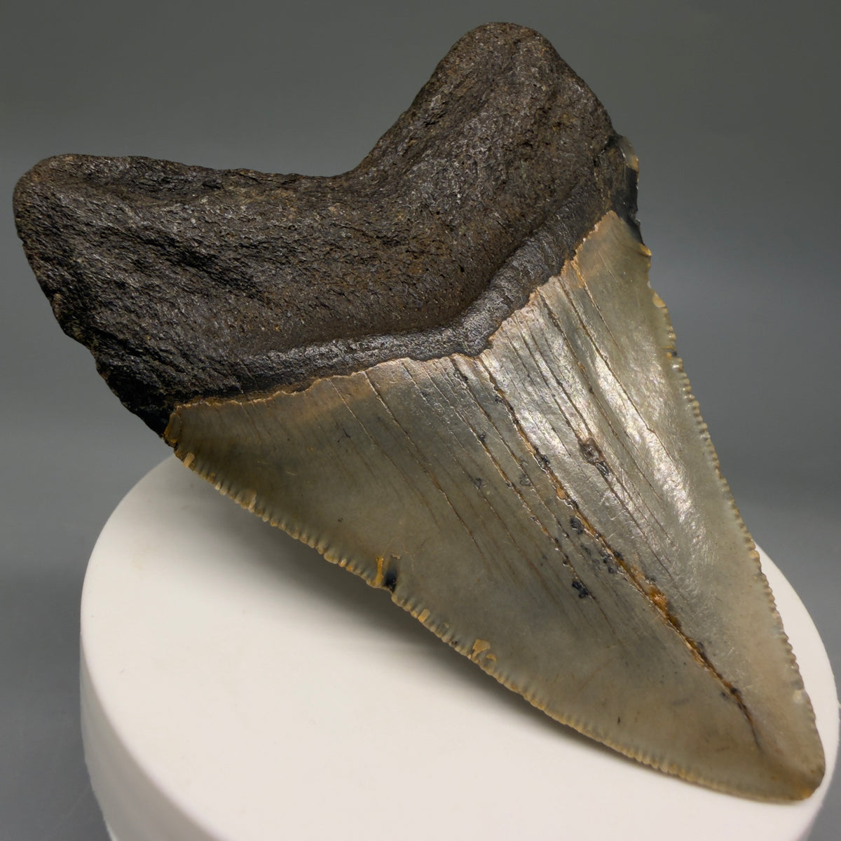 Back Left View Colorful 3.28" Fossil Megalodon Tooth from North Carolina - megalodonteeth.com CM6798 