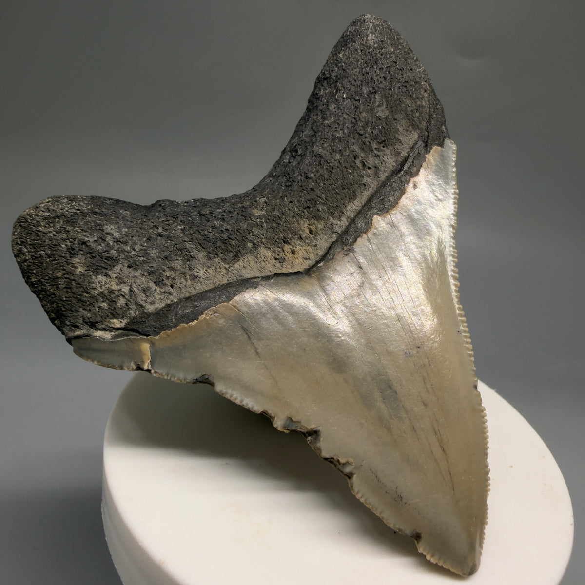Back Left View Colorful 3.32" Fossil Megalodon Tooth from North Carolina - megalodonteeth.com CM6766