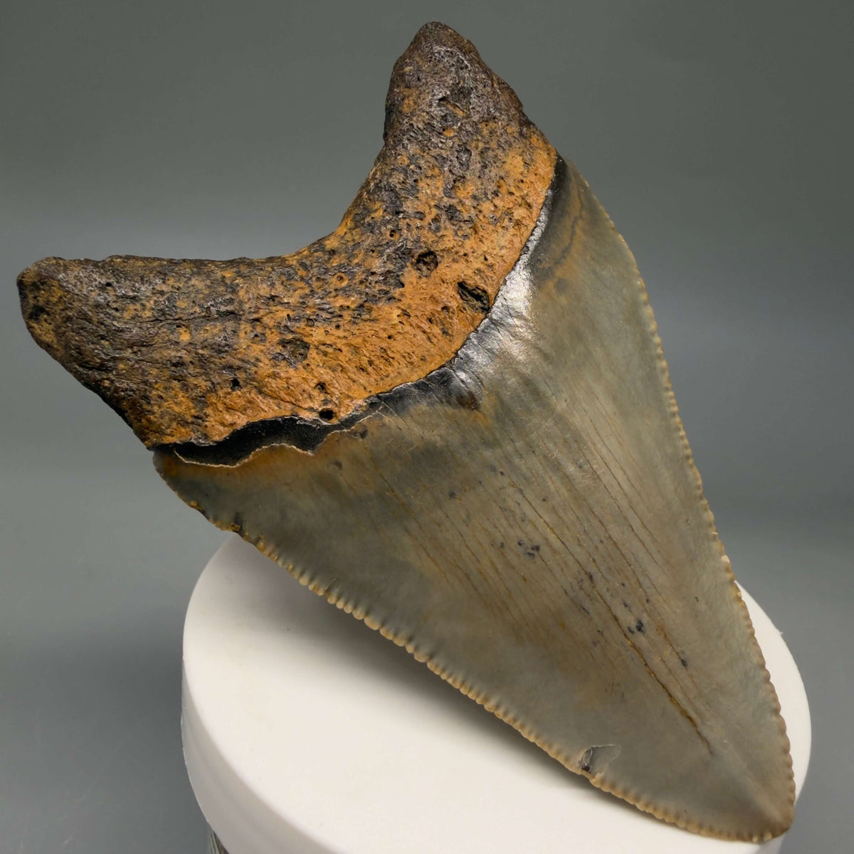 Back Left View Colorful 3.42" Fossil Megalodon Tooth from North Carolina - megalodonteeth.com CM6800