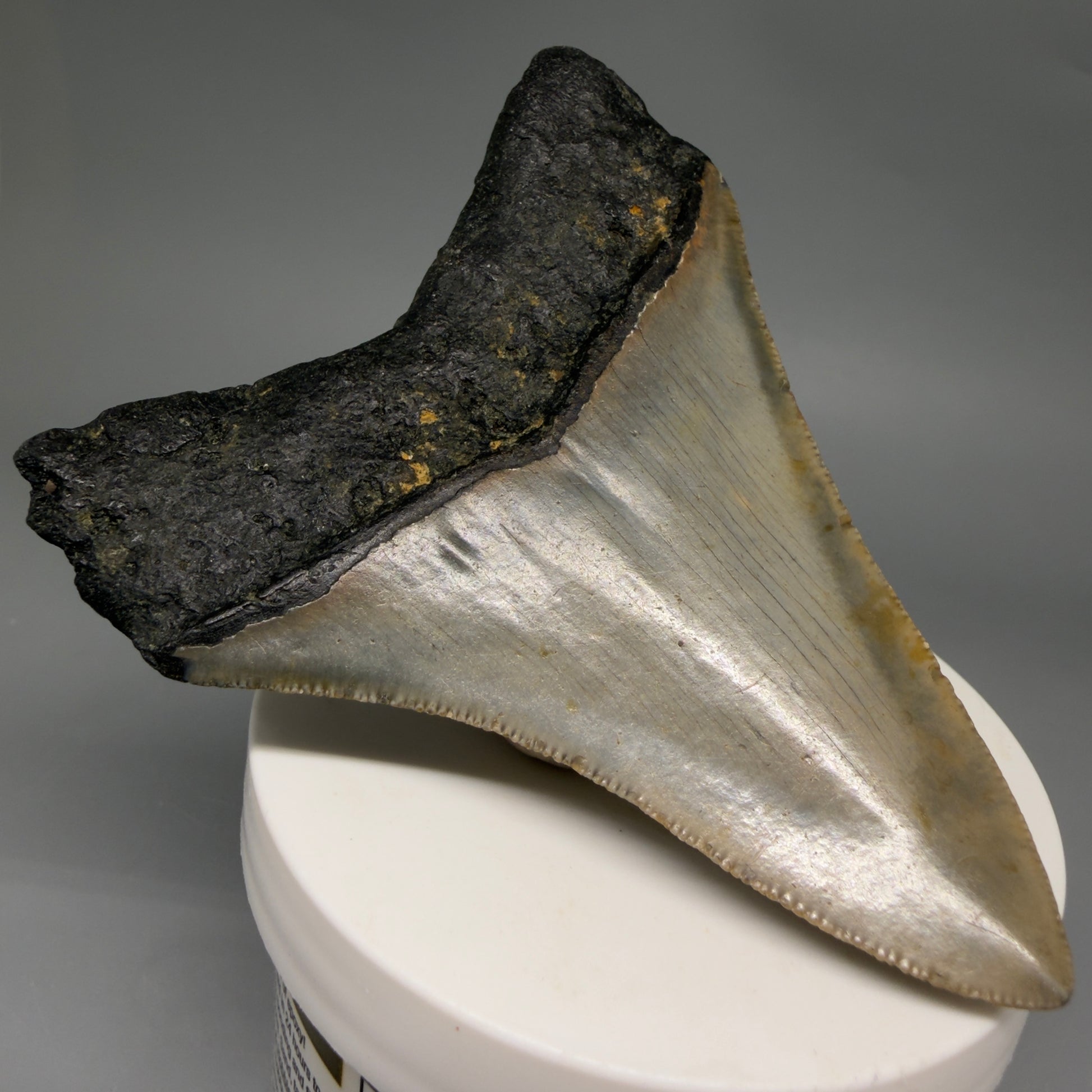 Back Left View Colorful 3.48" Fossil Megalodon Tooth from North Carolina - megalodonteeth.com CM6578