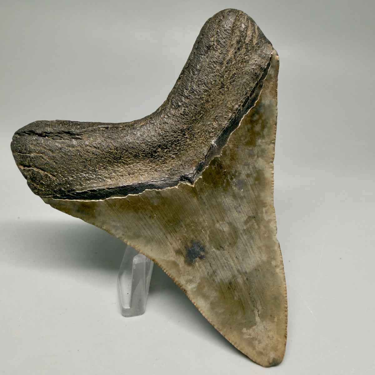 Back Left View Colorful 3.50" Fossil Megalodon Tooth from South Carolina megalodonteeth.com CM6564