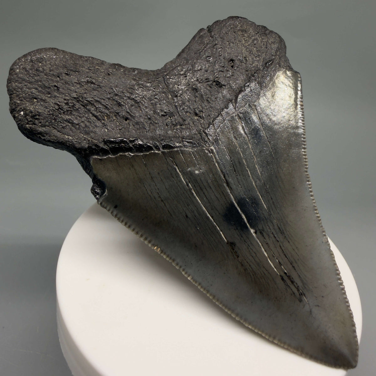 Back Left View Colorful 3.54" Fossil Megalodon Tooth from South Carolina megalodonteeth.com CM6562