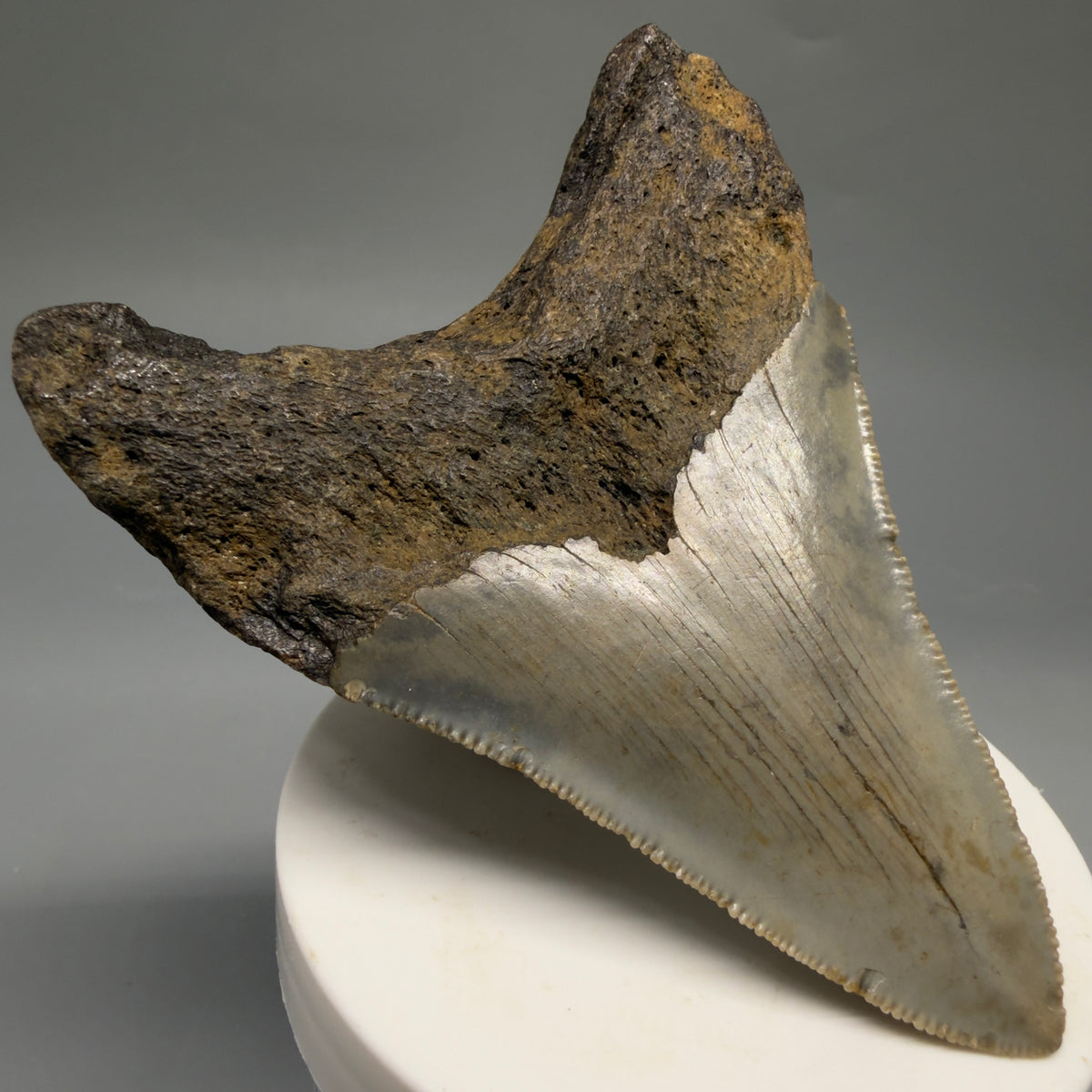 Back Left  View Colorful 3.62" Fossil Megalodon Tooth from North Carolina - megalodonteeth.com CM6769