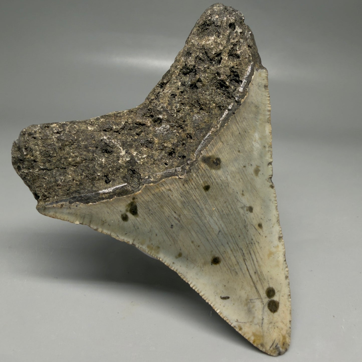 Back Left View Colorful 3.68" Fossil Megalodon Tooth from North Carolina - megalodonteeth.com CM6503