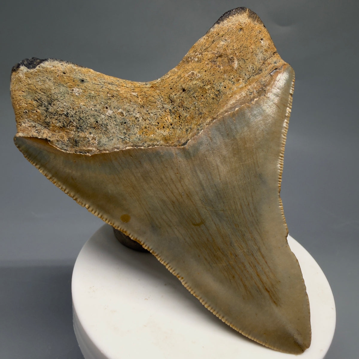 Back Left View Colorful 3.71" Fossil Megalodon Tooth from North Carolina - megalodonteeth.com CM6771