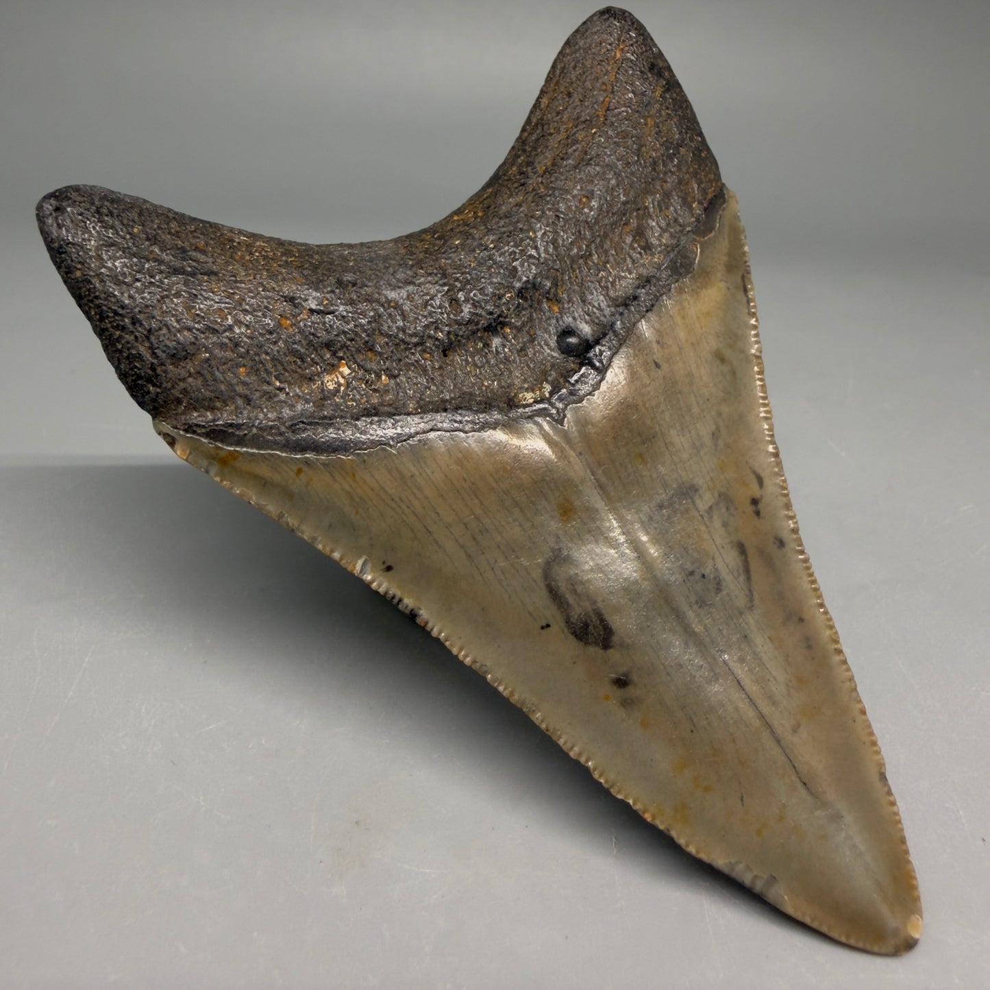 Back Left View Colorful 3.78" Fossil Megalodon Tooth from North Carolina - megalodonteeth.com CM6510
