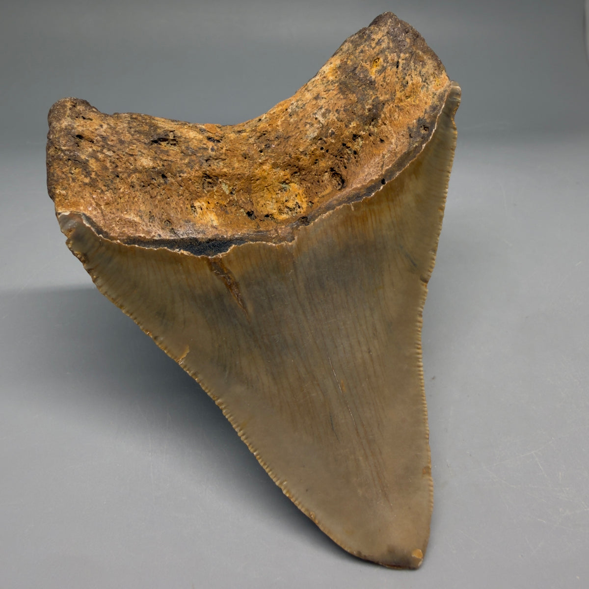Back Left View Colorful 4.00" Authentic Megalodon Tooth – North Carolina Fossil | Carcharocles megalodon megalodonteeth.com CM6751