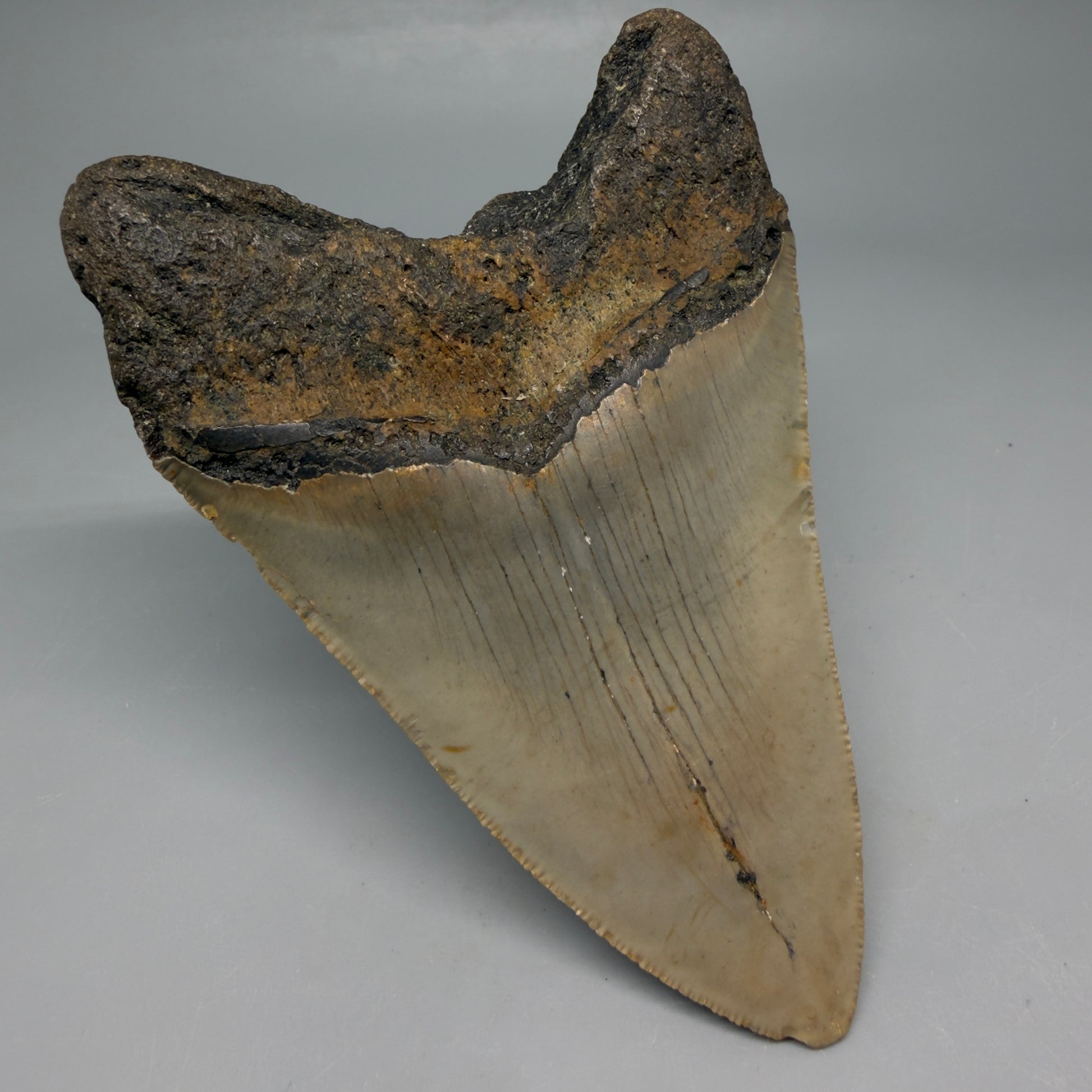 Back Left View Colorful 4.48" Authentic Megalodon Tooth – North Carolina Fossil | Carcharocles megalodon CM6515