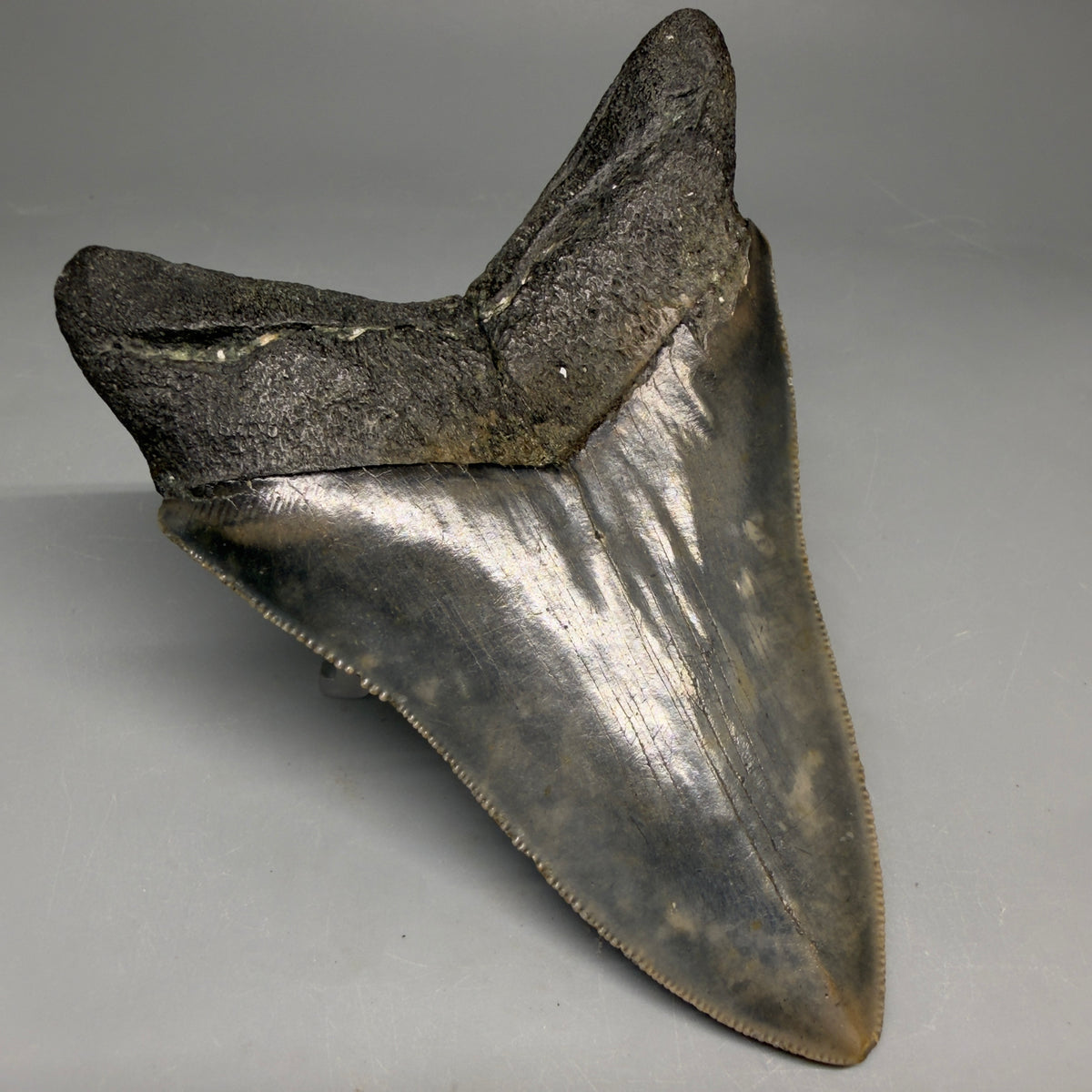 Back Left View Colorful 4.53" Authentic Megalodon Tooth – North Carolina Fossil | Carcharocles megalodon megalodonteeth.com CM6656