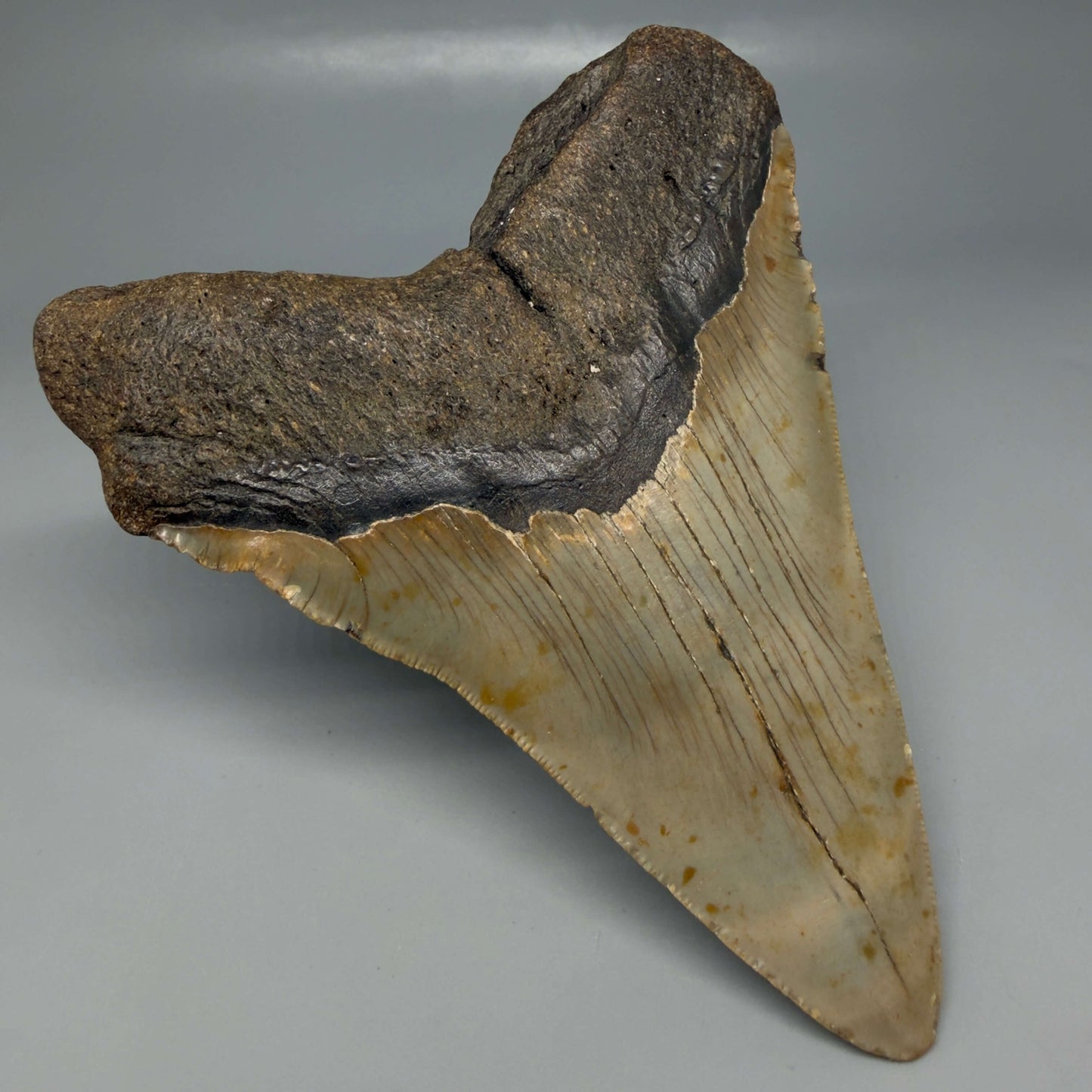 Back Left View Colorful 5.00" Authentic Megalodon Tooth – North Carolina Fossil | Carcharocles megalodon CM6475