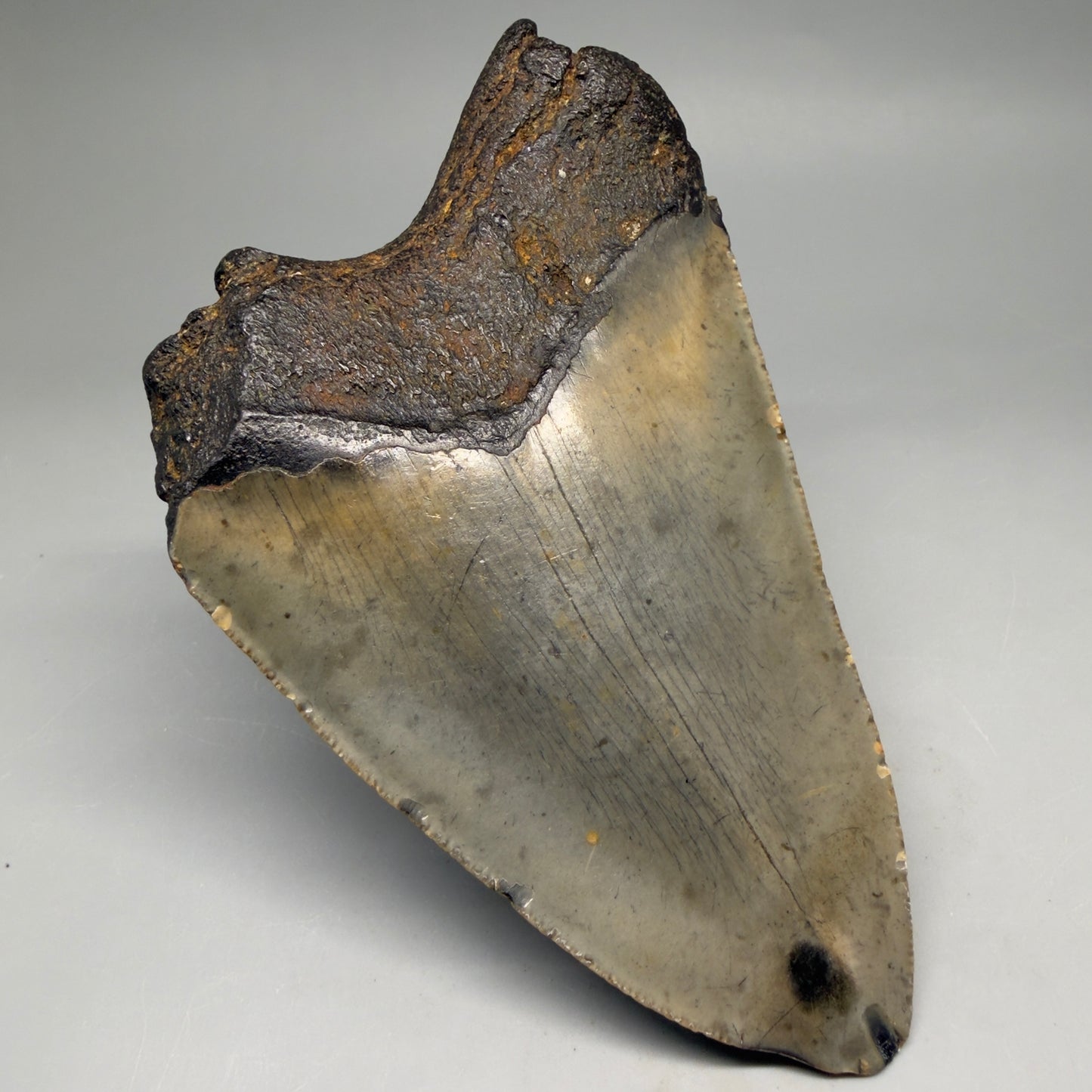 Back Left View Colorful 5.01" Authentic Megalodon Tooth – North Carolina Fossil | Carcharocles megalodon megalodonteeth.com CM6610