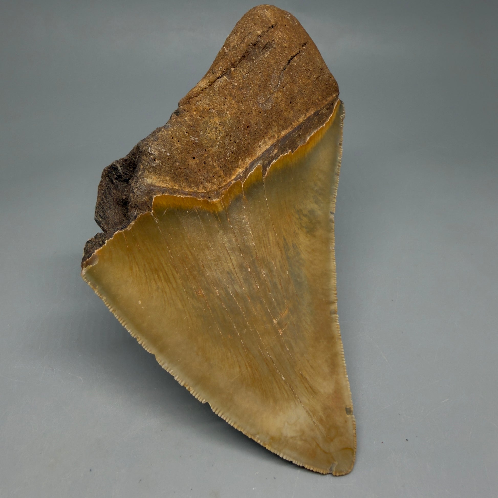 Back Left View Colorful 5.25" Authentic Megalodon Tooth – North Carolina Fossil | Carcharocles megalodon CM6460 