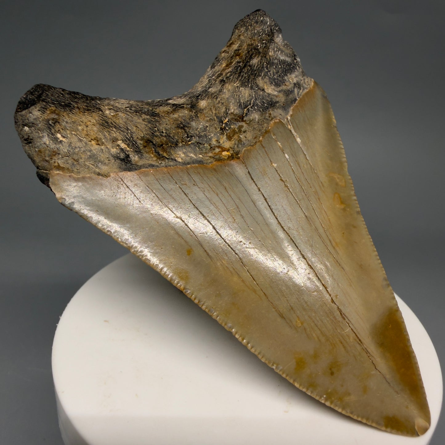 Back Left View Colorful Lower 3.27" Fossil Megalodon Tooth from North Carolina - megalodonteeth.com CM6500