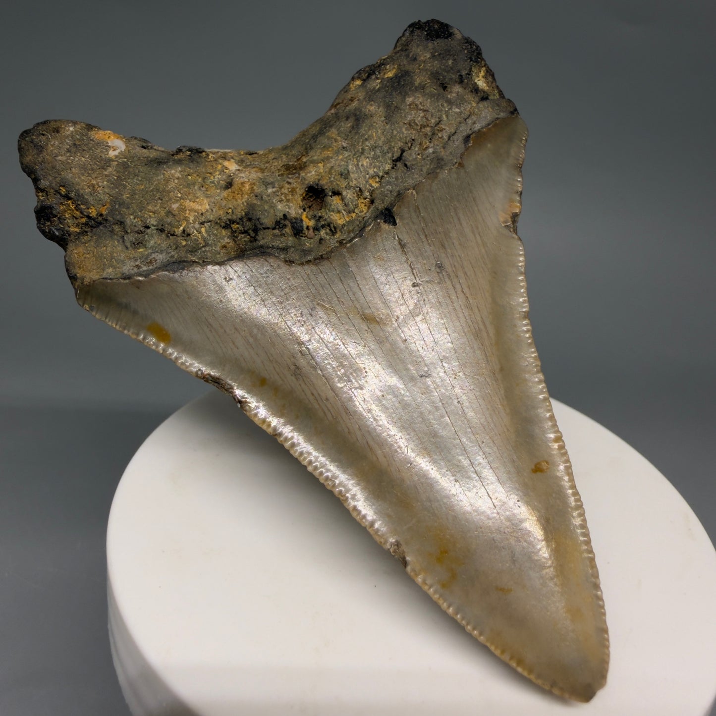 Back Left View Colorful Lower 3.32" Fossil Megalodon Tooth from North Carolina - megalodonteeth.com CM6577