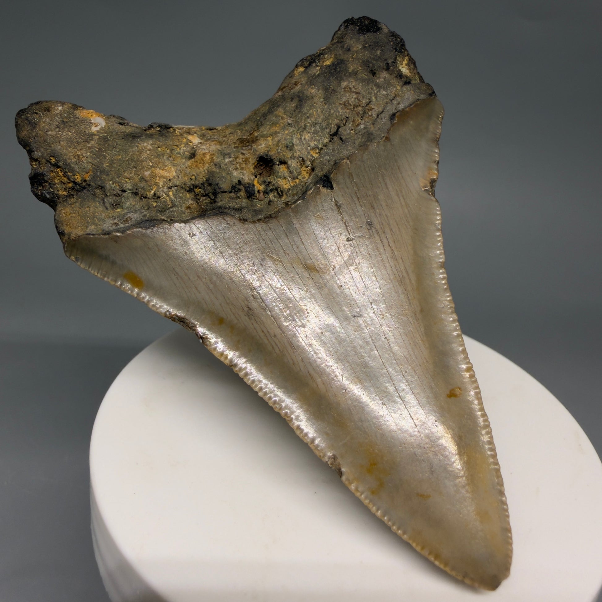 Back Left View Colorful Lower 3.32" Fossil Megalodon Tooth from North Carolina - megalodonteeth.com CM6577