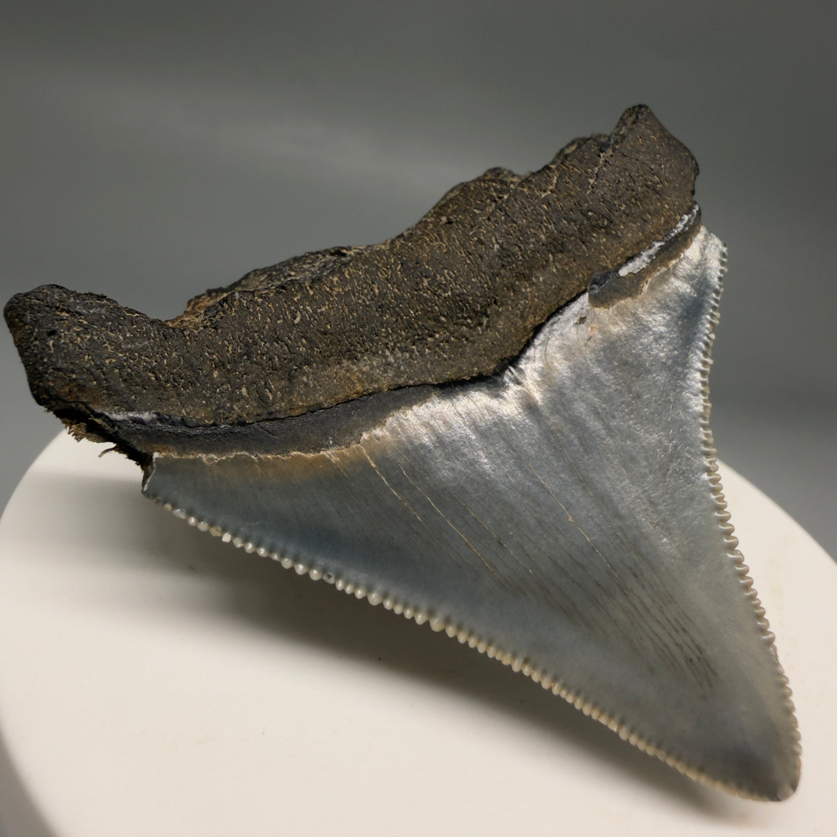 Back Left View Colorful, Sharply serrated 2.12" Fossil Megalodon Tooth – South Carolina River Find | Authentic megalodonteeth.com CM6731