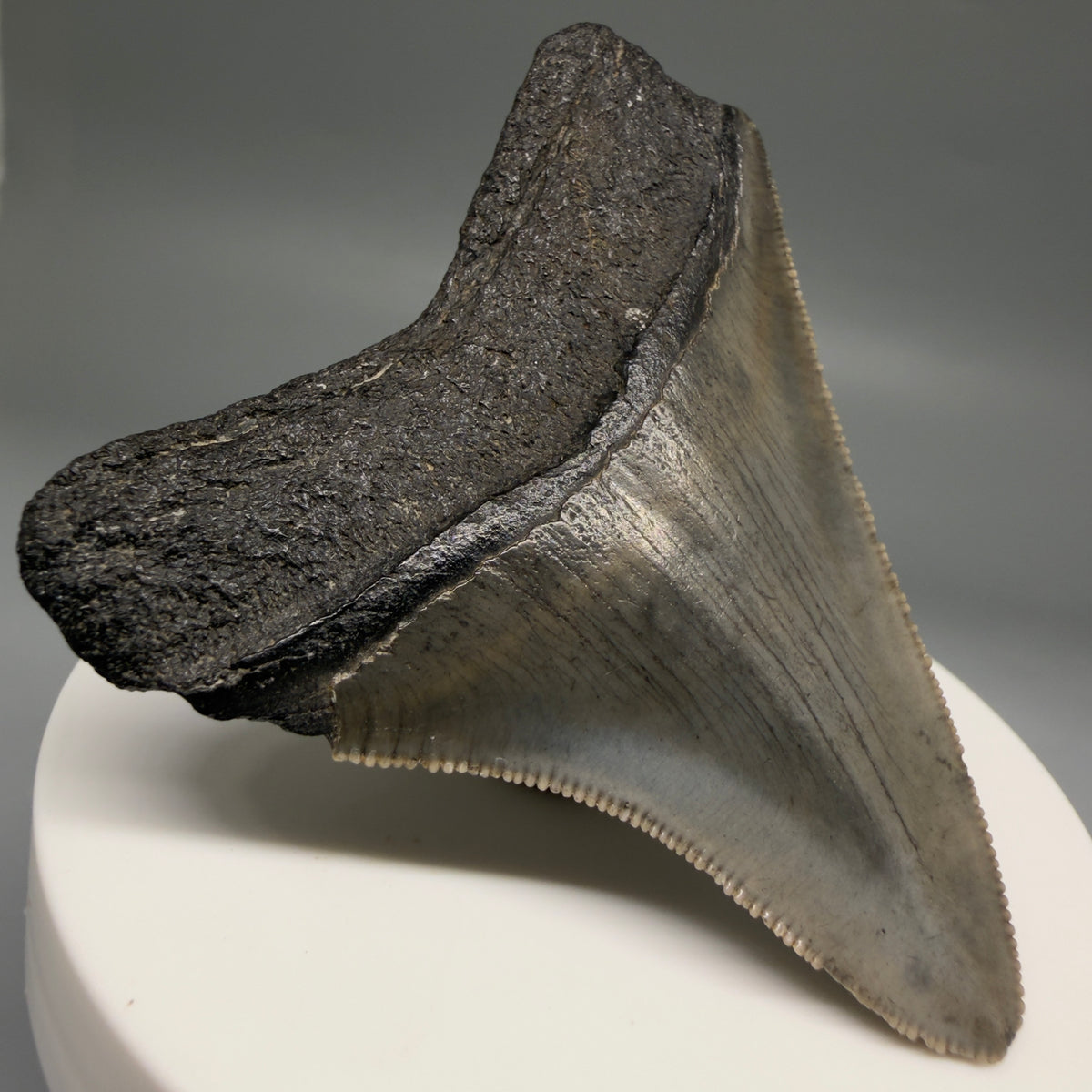 Back Left View Colorful, Sharply serrated 2.57" Fossil Megalodon Tooth – South Carolina River Find | Authentic megalodonteeth.com CM6739
