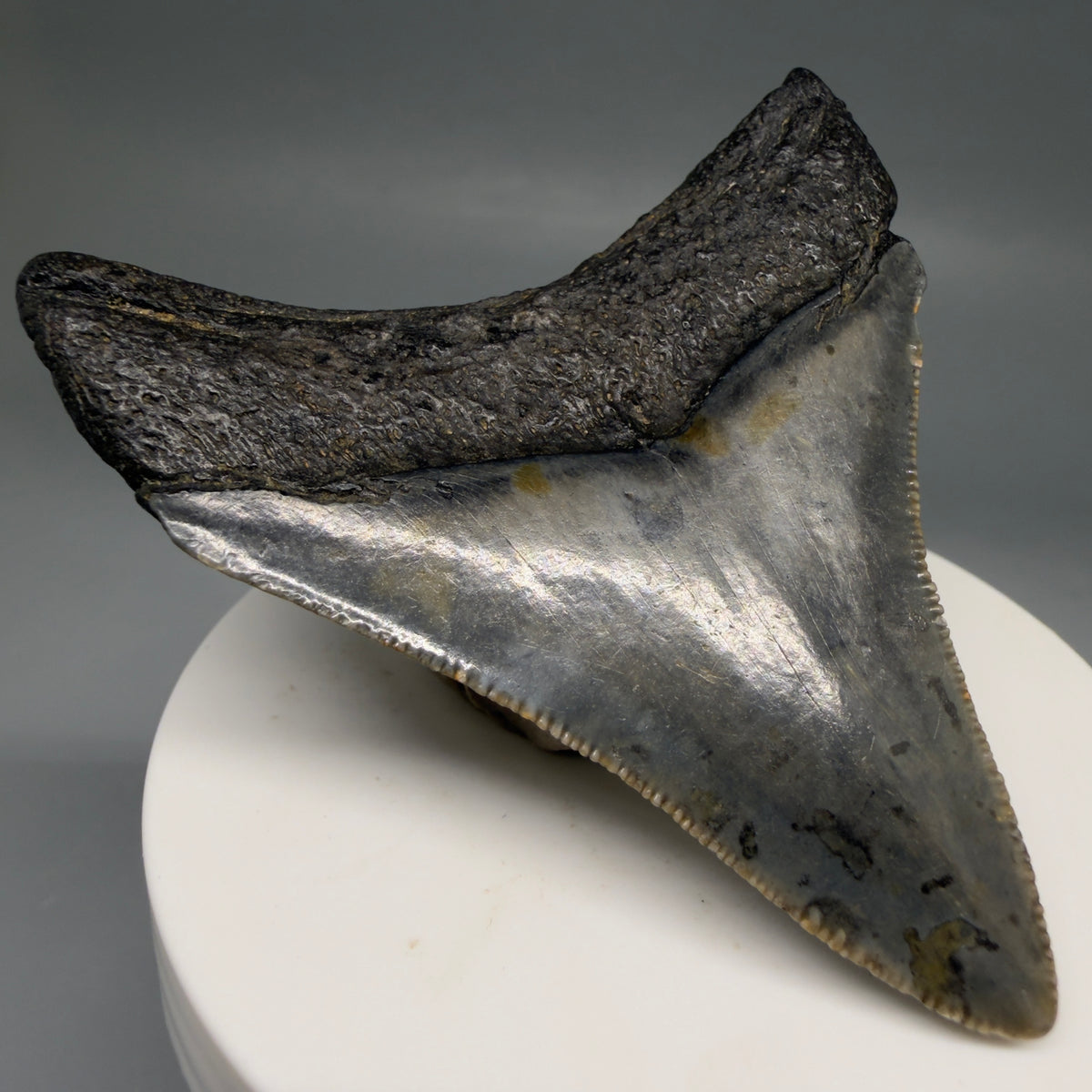 Back Left View Colorful, Sharply serrated 2.79" Fossil Megalodon Tooth – South Carolina River Find | Authentic megalodonteeth.com CM6741