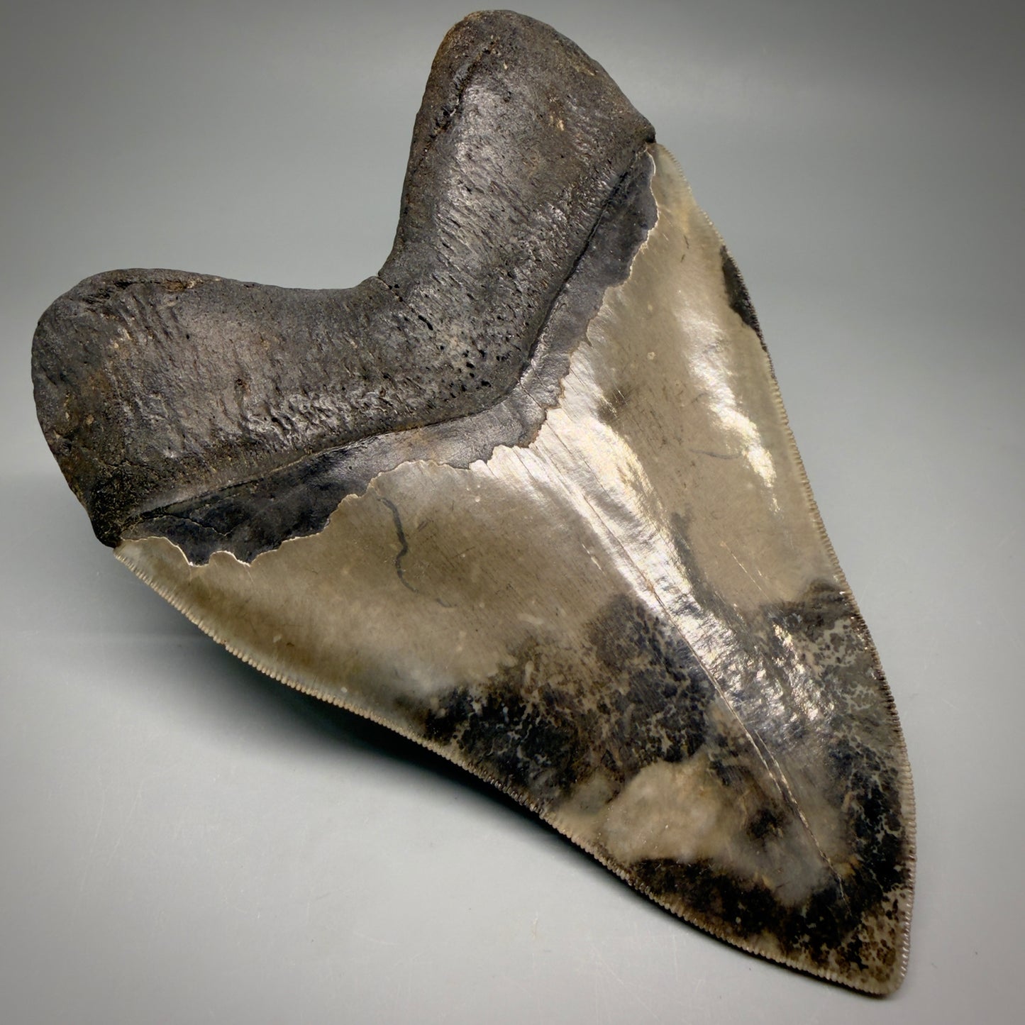 Back Left View Colorful, collector's quality 5.75" Fossil Monster Megalodon Tooth - South Carolina, USA megalodonteeth.com CM6607