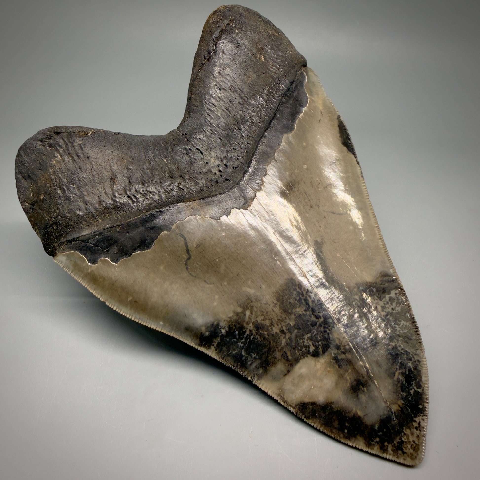 Back Left View Colorful, collector's quality 5.75" Fossil Monster Megalodon Tooth - South Carolina, USA megalodonteeth.com CM6607