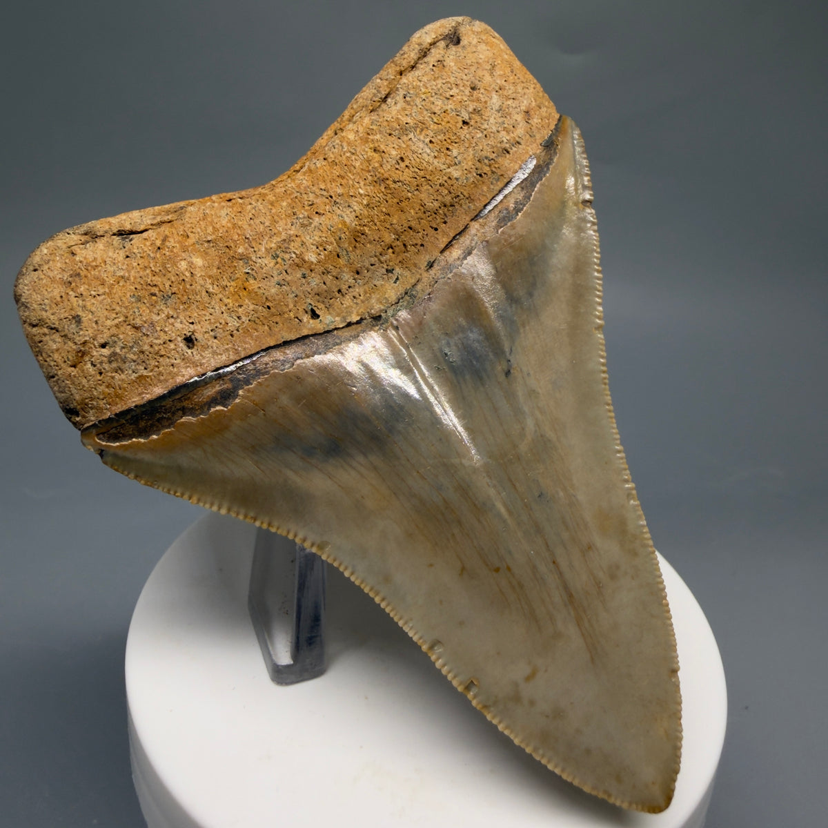 Back Left  View Colorful, heart-shaped 3.47" Fossil Megalodon Tooth from North Carolina - megalodonteeth.com CM6767