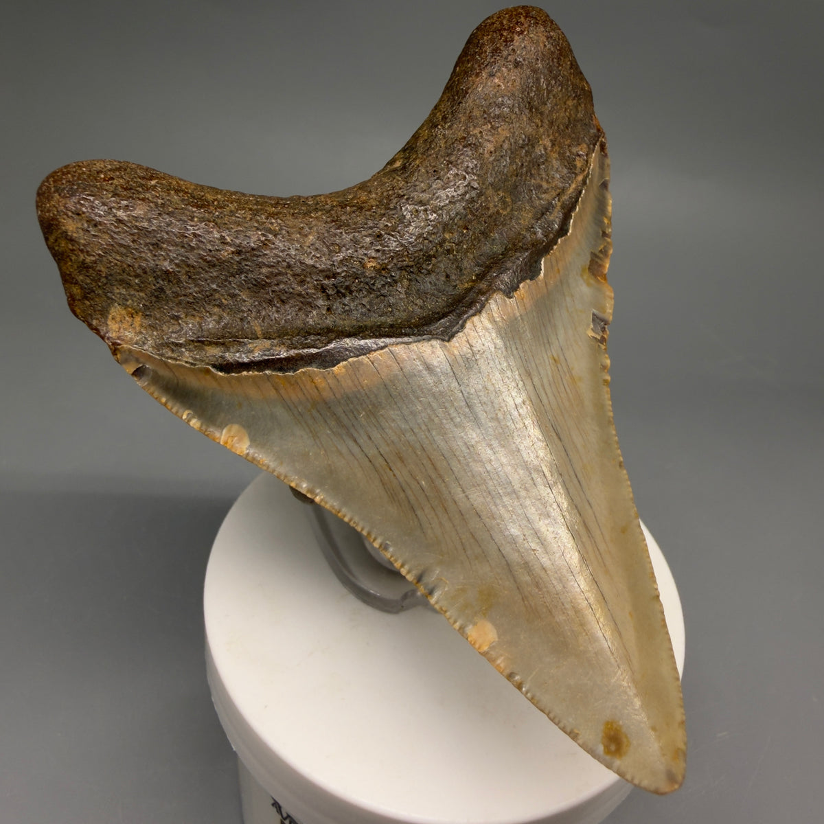 Back Left View Colorful, heart-shaped 3.63" Fossil Megalodon Tooth from North Carolina - megalodonteeth.com CM6643