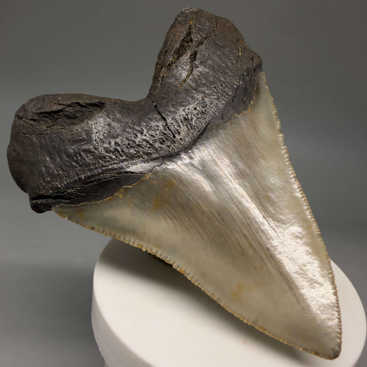 Back Left View Colorful, heart-shaped 3.67" Fossil Megalodon Tooth from North Carolina - megalodonteeth.com CM6804