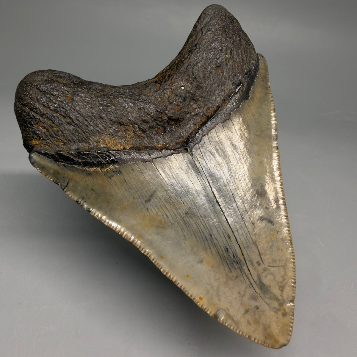 Back Left View Colorful, heart-shaped 3.68" Fossil Megalodon Tooth from North Carolina - megalodonteeth.com CM6646