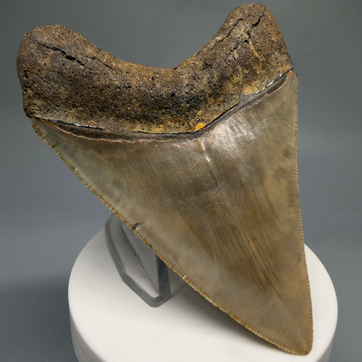Back Left View Colorful, heart-shaped 3.70" Fossil Megalodon Tooth from North Carolina - megalodonteeth.com CM6772