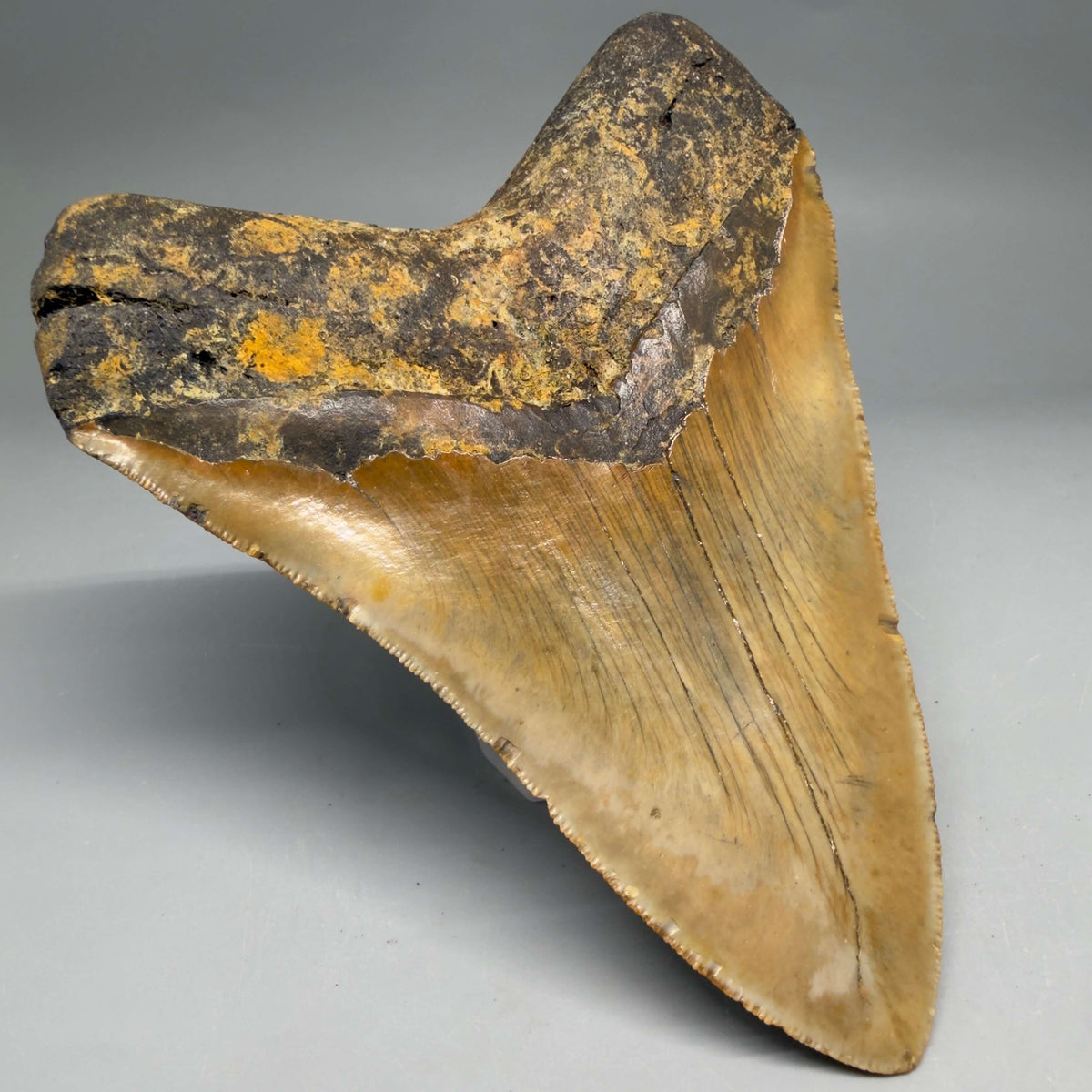 Back Left View Colorful, heart-shaped 5.29" Authentic Megalodon Tooth – North Carolina Fossil | Carcharocles megalodon megalodonteeth.com CM6715
