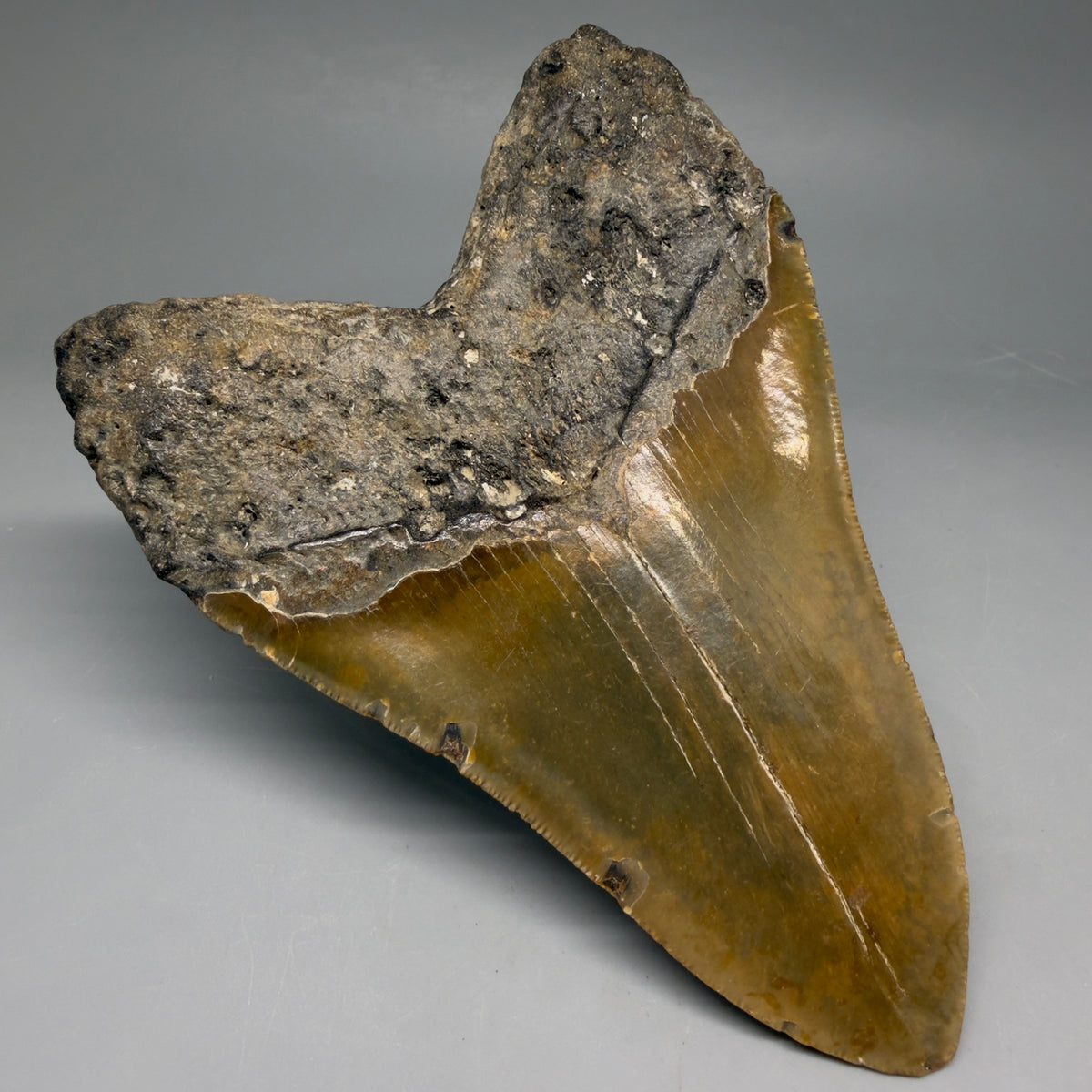 Back Left View Colorful, heart-shaped 5.44" Authentic Megalodon Tooth – North Carolina Fossil | Carcharocles megalodon megalodonteeth.com MJ107