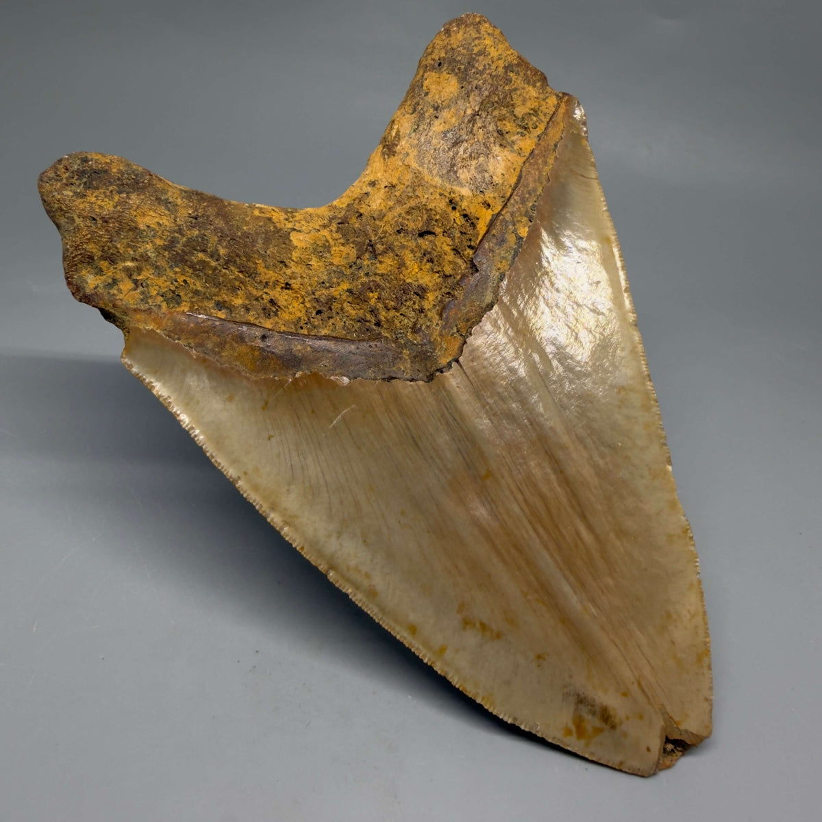 Back Left View Colorful, heart-shaped 5.73" Authentic Megalodon Tooth – North Carolina Fossil | Carcharocles megalodon megalodonteeth.com CM6717 