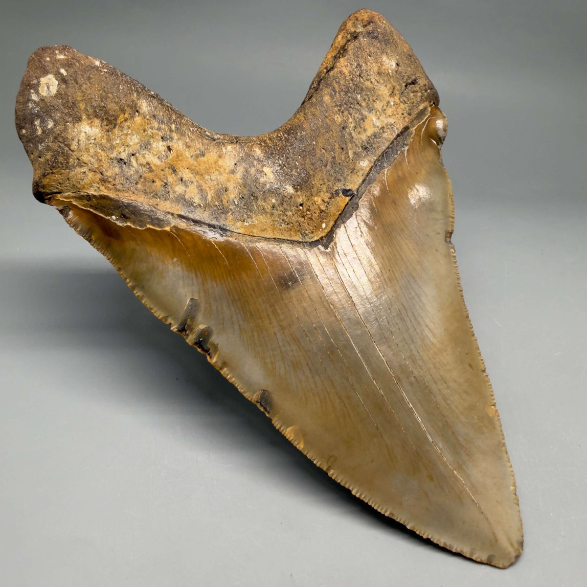 Back Left View Colorful, heart-shaped 5.90" Authentic Megalodon Tooth – North Carolina Fossil | Carcharocles megalodon megalodonteeth.com CM6718 