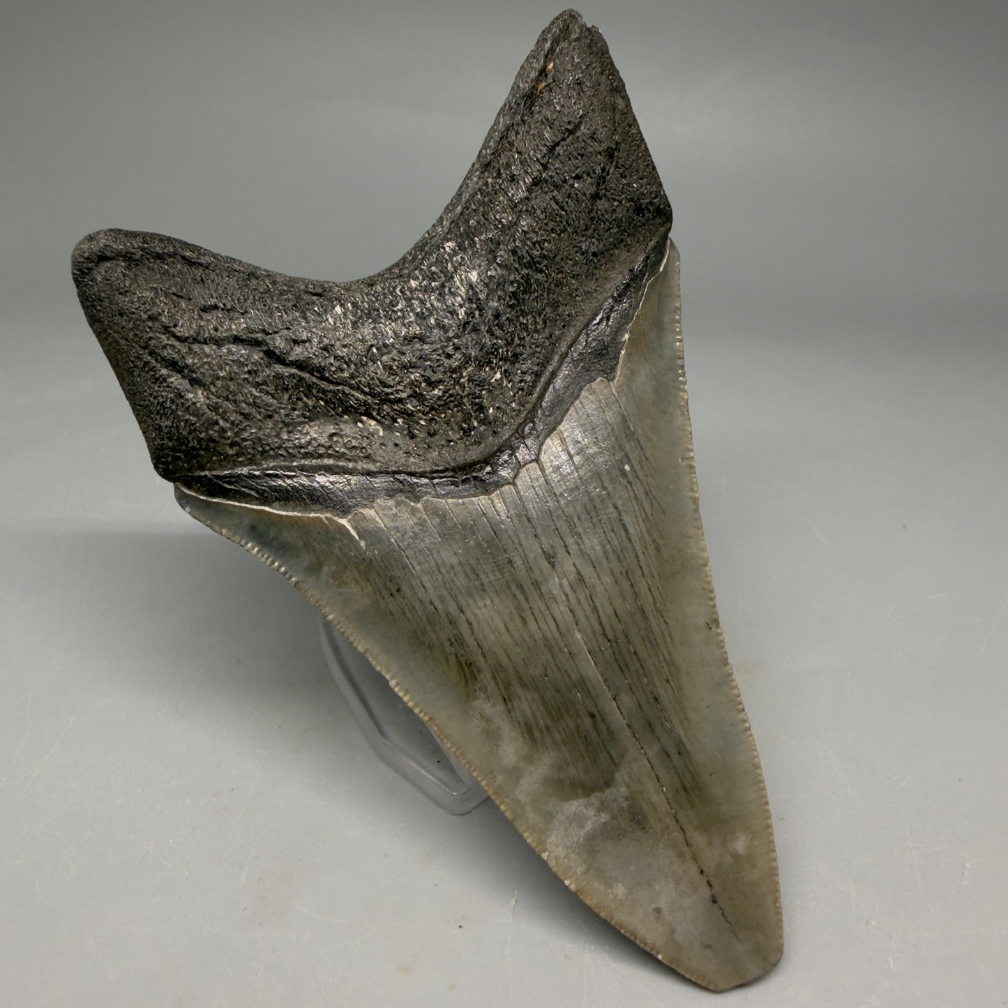 Back Left View Colorful lower, sharply serrated 3.72" Fossil Megalodon Tooth from South Carolina megalodonteeth.com CM6568
