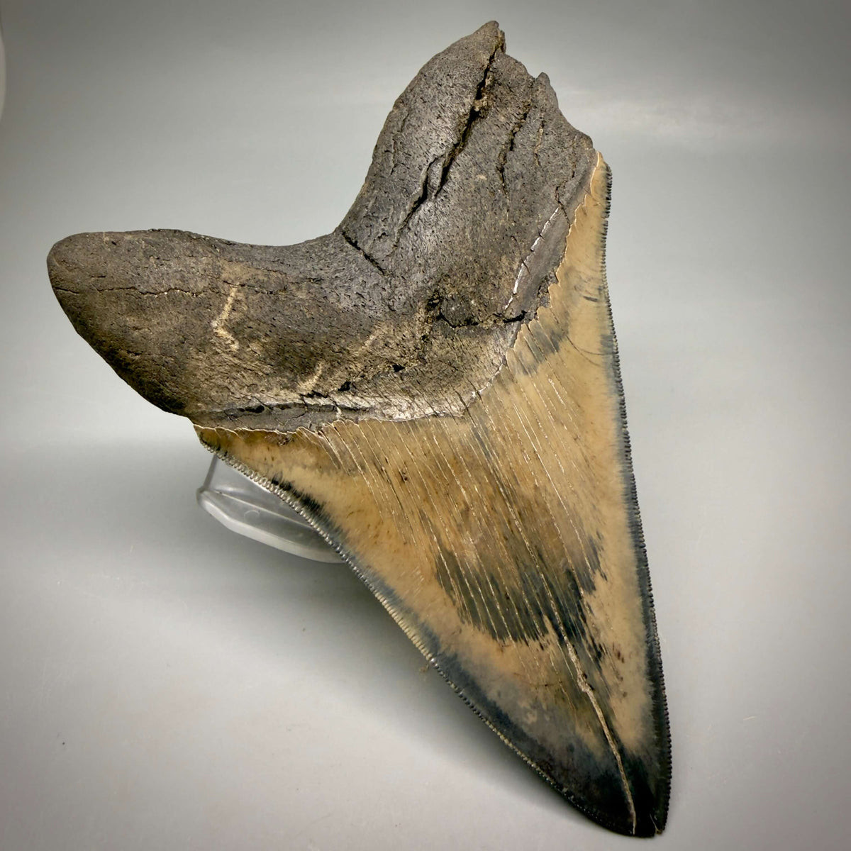Back Left View Colorful lower, sharply serrated 5.33" Fossil Megalodon Tooth from South Carolina megalodonteeth.com CM6702 