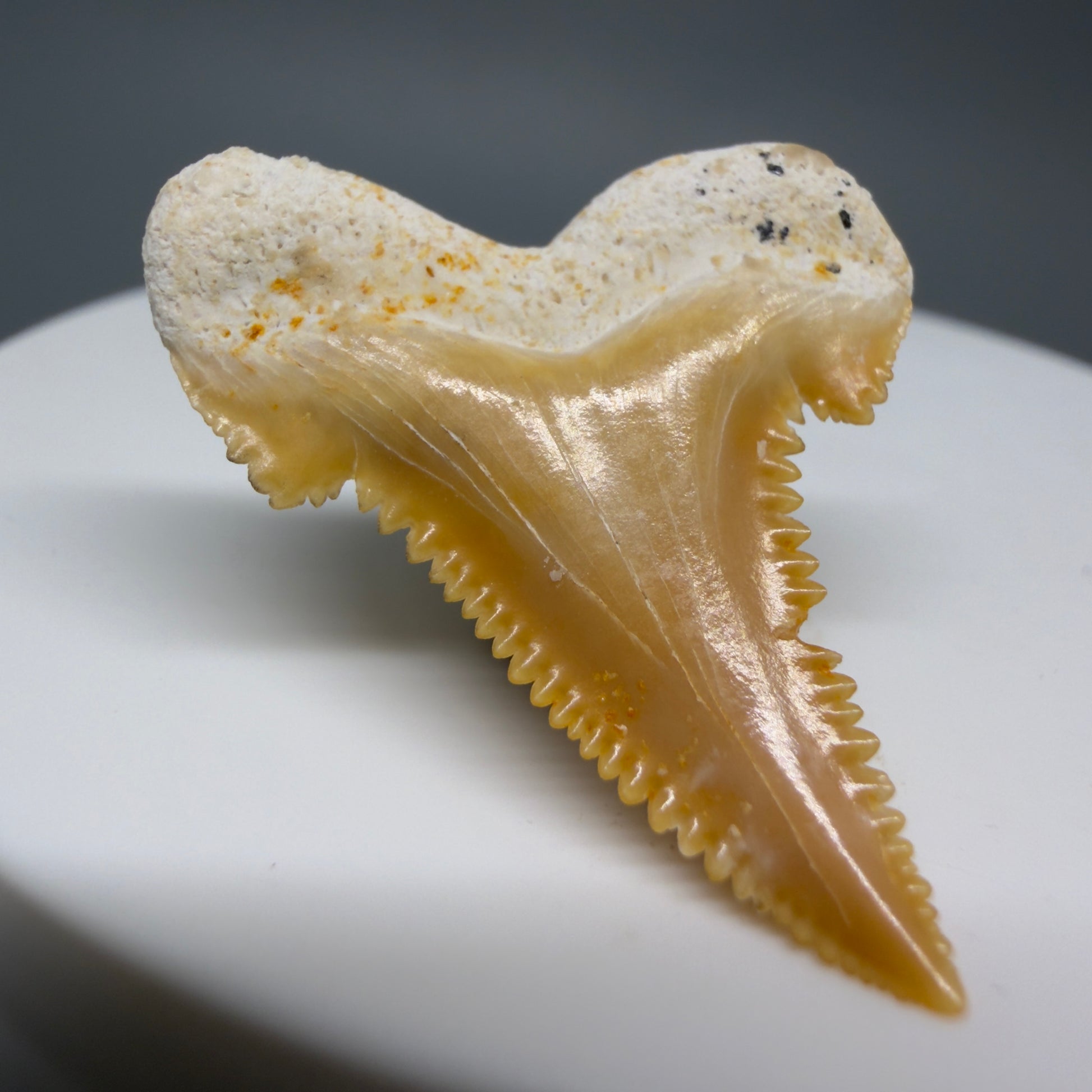 Back Left View Colorful, serrated 1.20" Fossil Carcharocles sokolowi (auriculatus) Shark Tooth - Western Sahara AU400 