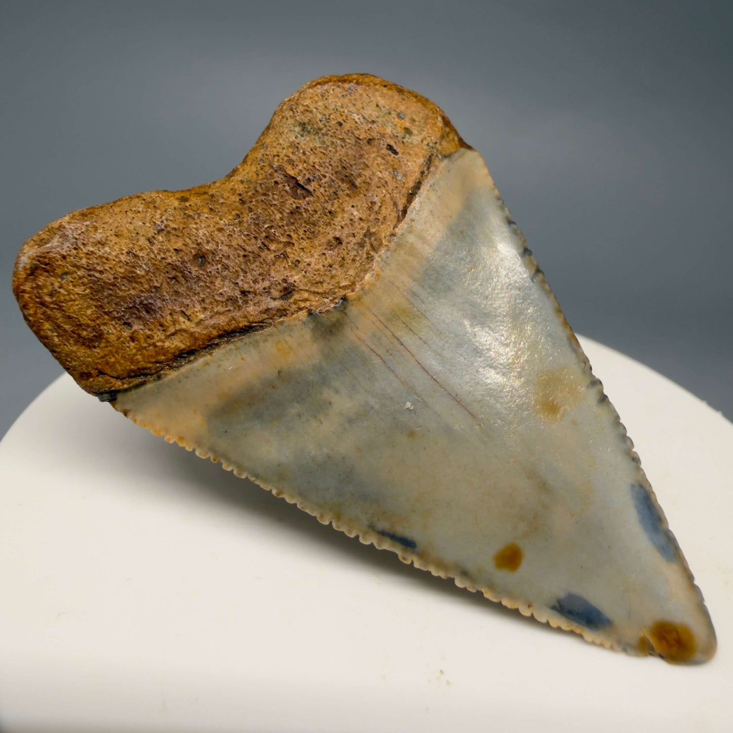 Back Left View Colorful, serrated 2.12" Fossil Great White Shark Tooth - from North Carolina GW1367 
