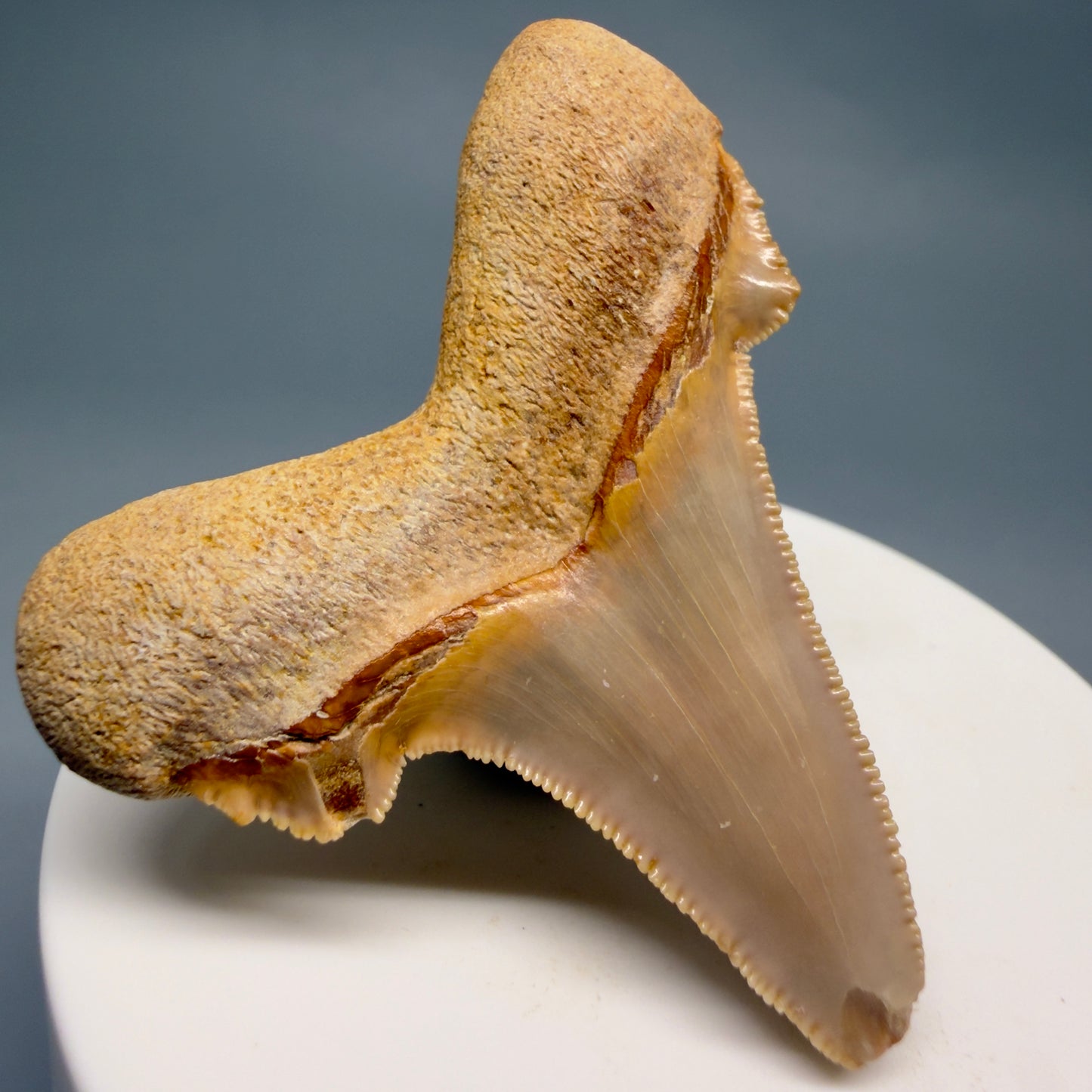 Back Left View Colorful, serrated 2.20" Fossil Carcharocles sokolowi (auriculatus) Shark Tooth - Western Sahara AU401
