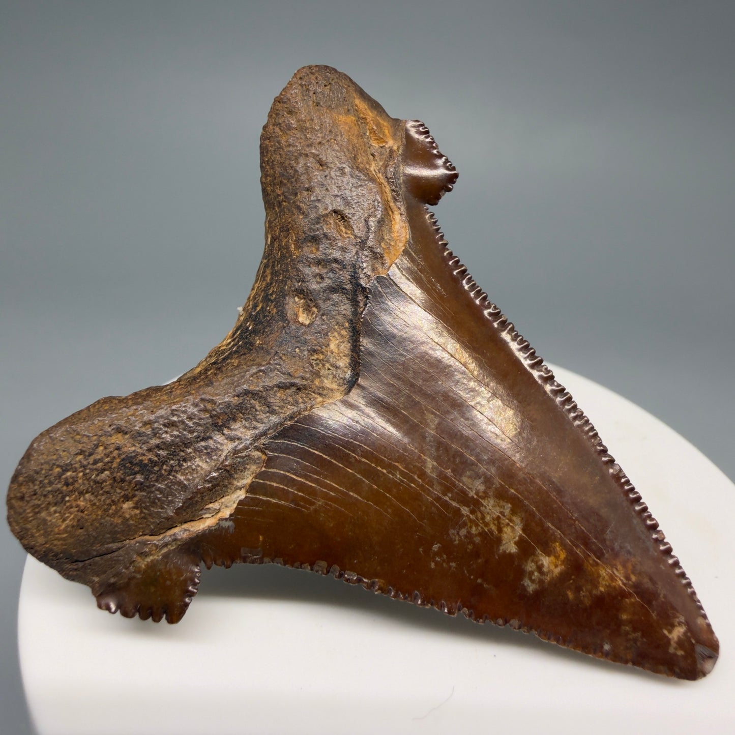 Back Left View Colorful, serrated 2.30" Fossil Carcharocles Sokolowi Shark Tooth - Suwannee River, Florida AU405 