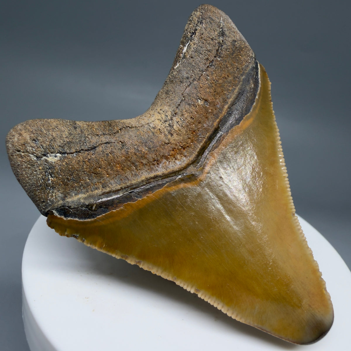Back Left View Colorful, serrated 2.40" Fossil Megalodon Shark Tooth - Bone Valley, Florida megalodonteeth.com CM6744 CM6744