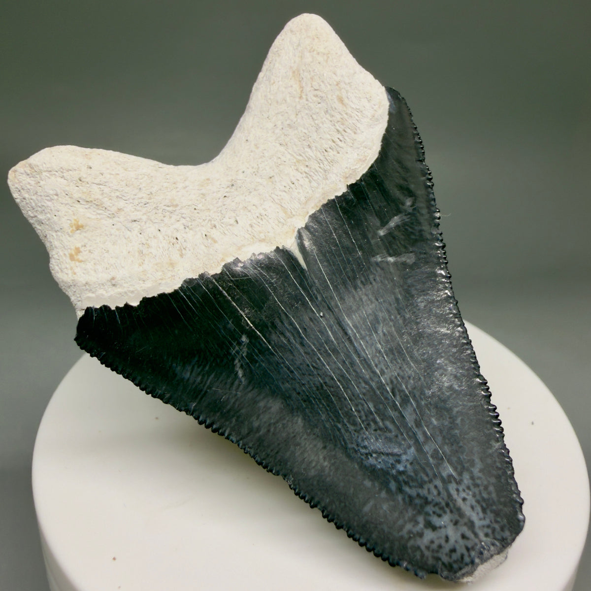 Back Left View Colorful, serrated 2.47" Fossil Megalodon Shark Tooth - Bone Valley, Florida megalodonteeth.com CM6743 
