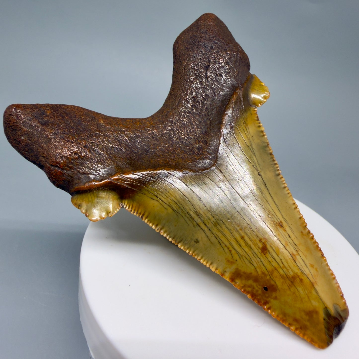 Back Left View Colorful, serrated 3.19" Fossil Carcharocles Sokolowi Shark Tooth - Suwannee River, Florida AU406
