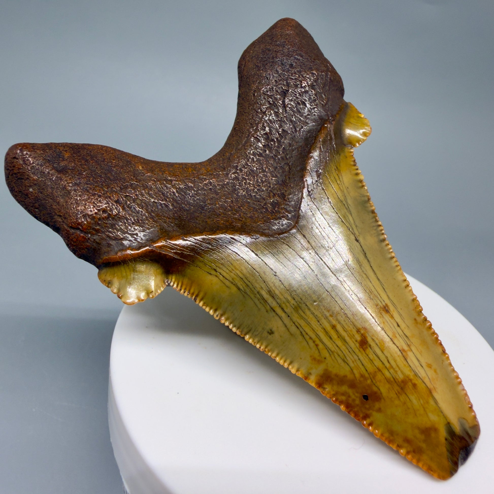 Back Left View Colorful, serrated 3.19" Fossil Carcharocles Sokolowi Shark Tooth - Suwannee River, Florida AU406