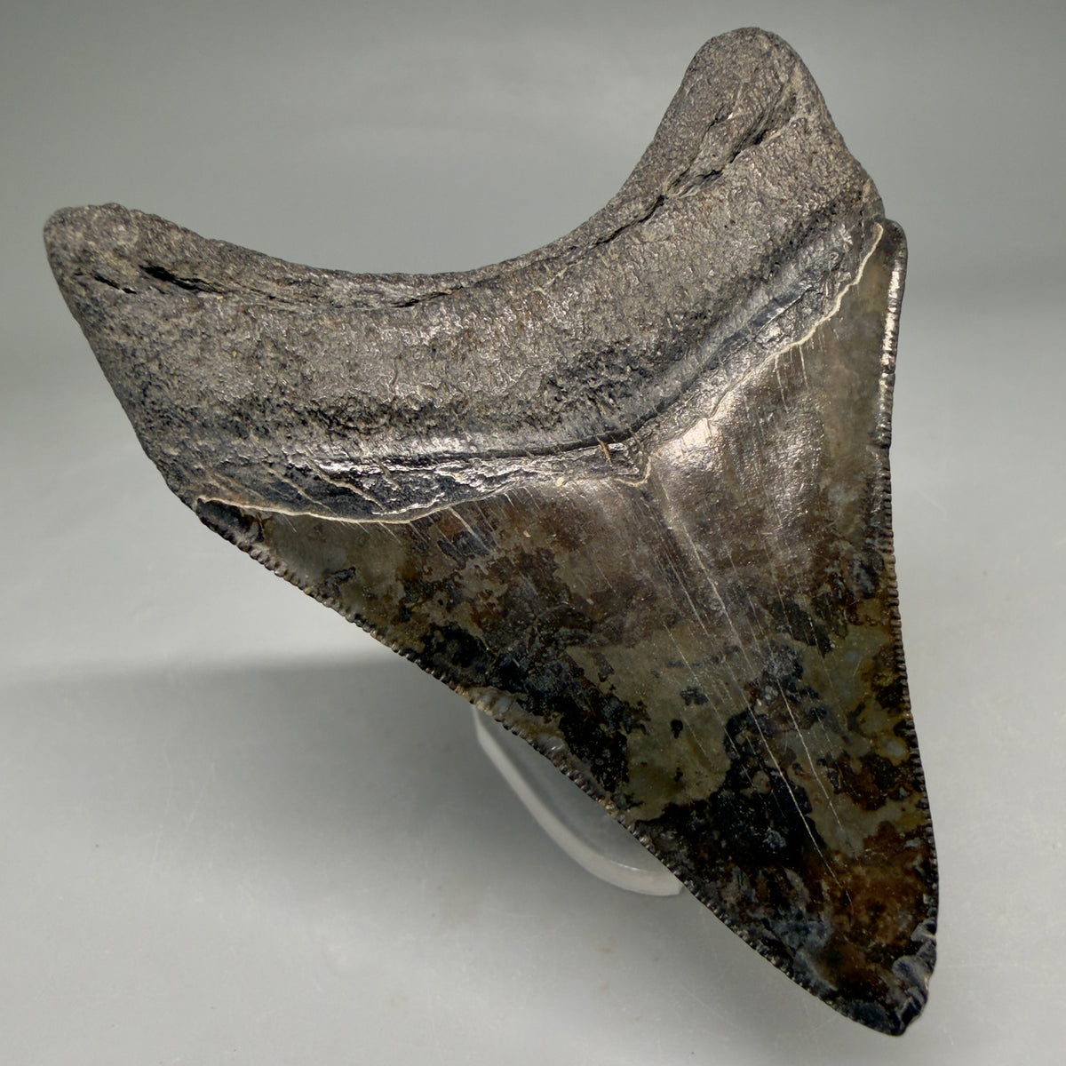 Back Left View Colorful, serrated 3.24" Fossil Megalodon Tooth from South Carolina megalodonteeth.com CM6558