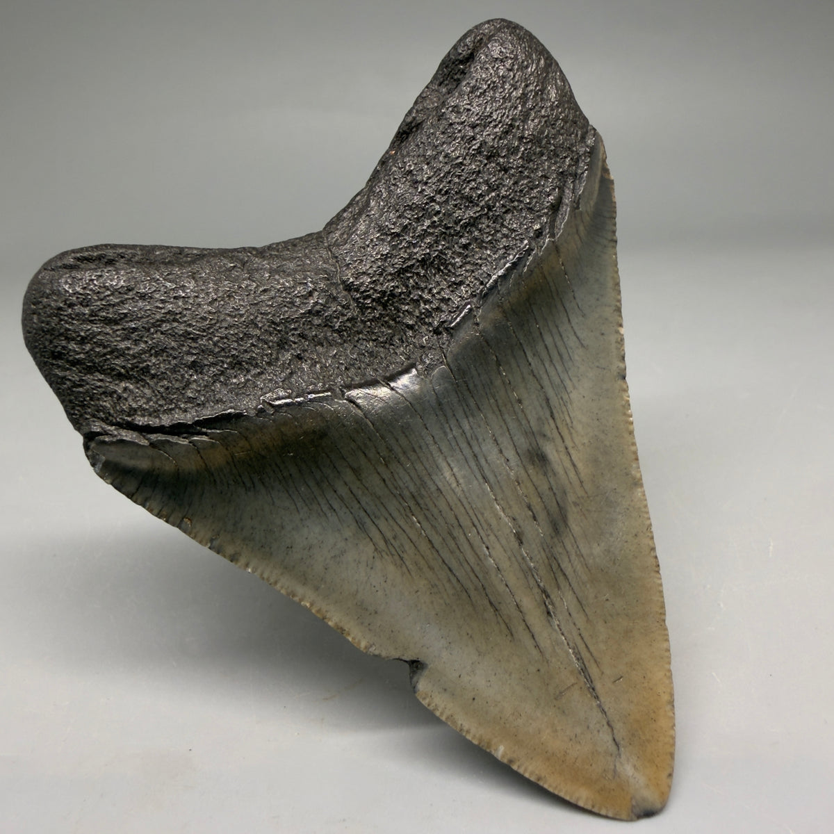 Back Left View Colorful, serrated 3.29" Fossil Megalodon Tooth from South Carolina megalodonteeth.com CM6559