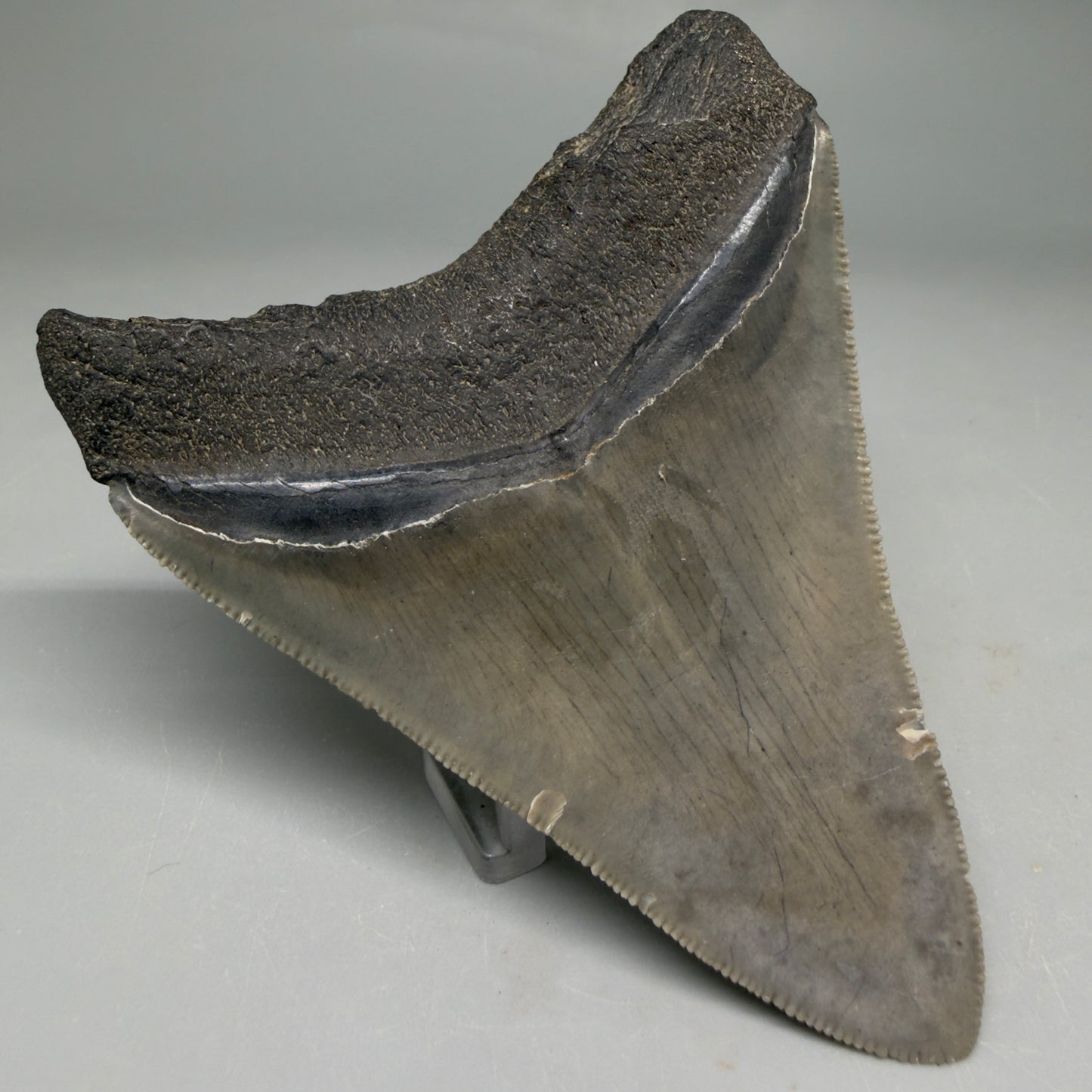 Back Left View Colorful, serrated 3.46" Fossil Megalodon Tooth from South Carolina CM6561