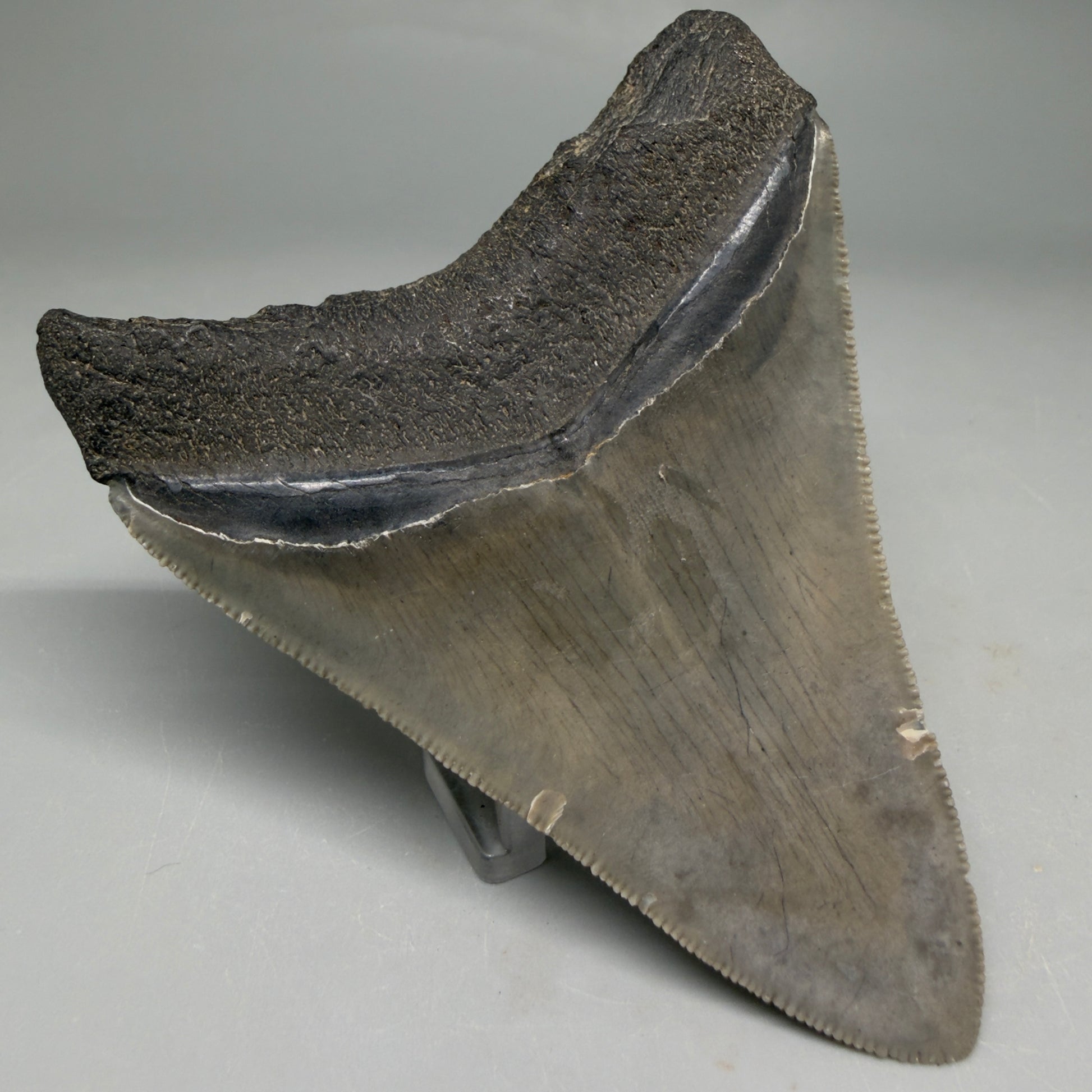 Back Left View Colorful, serrated 3.46" Fossil Megalodon Tooth from South Carolina CM6561