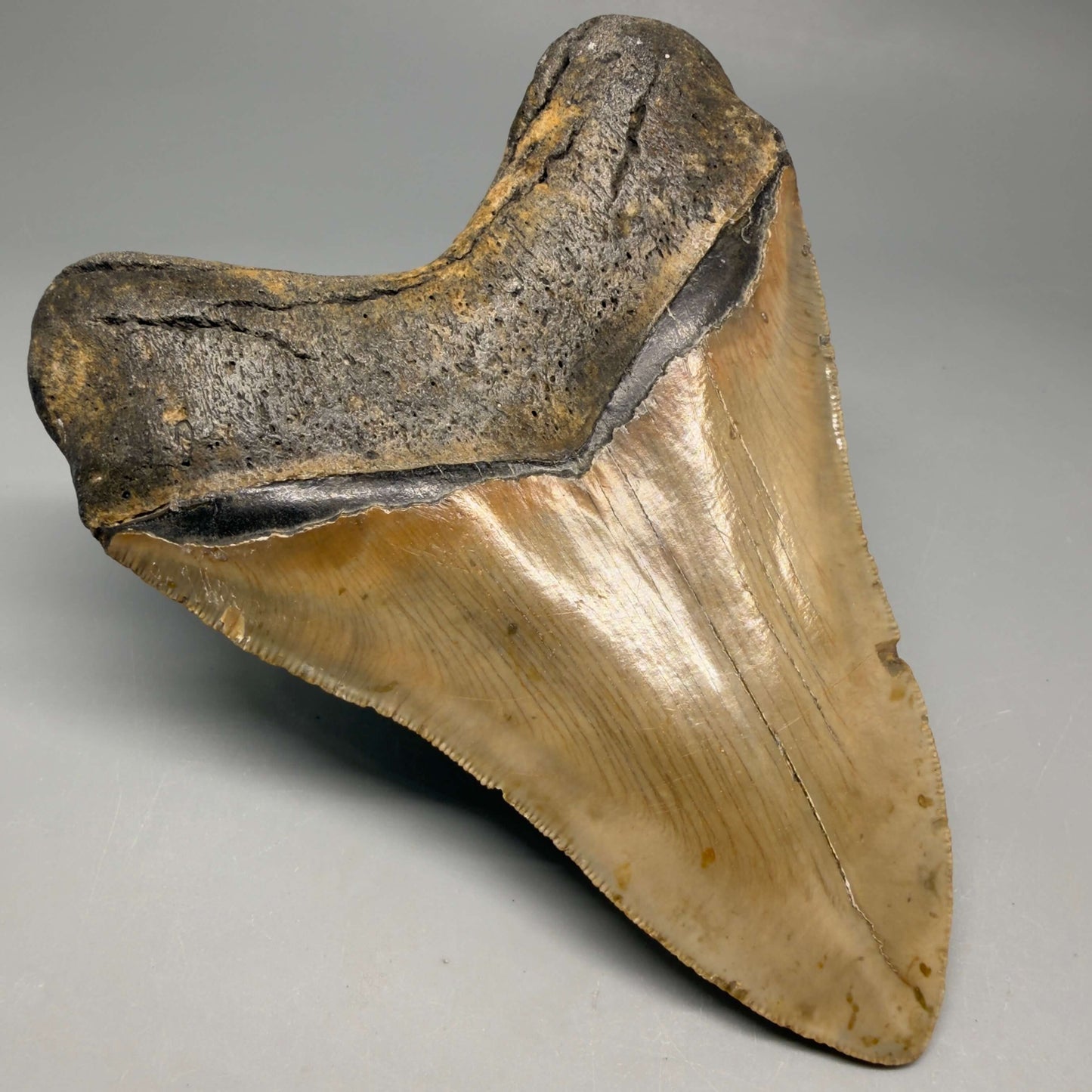 Back Left View Colorful, serrated, heart-shaped 4.98" Authentic Megalodon Tooth – North Carolina CM6463 