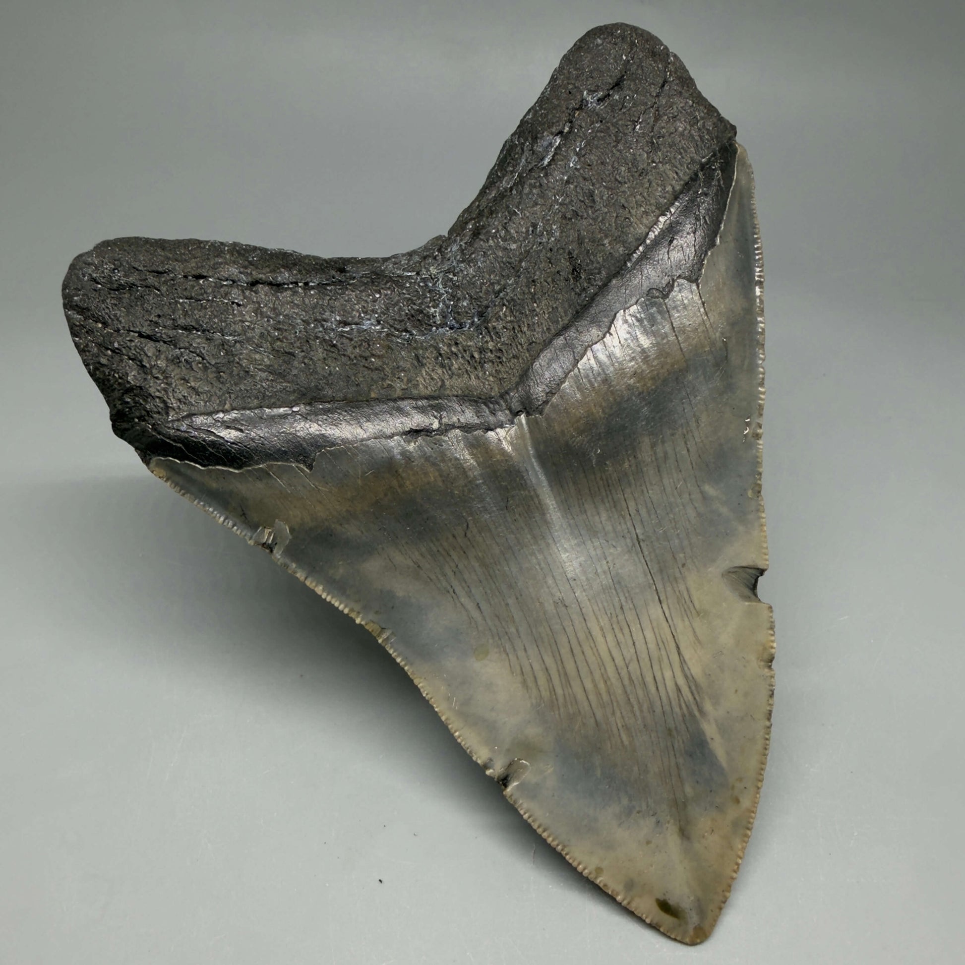 Back left View Colorful, serrated, heart-shaped 5.19" Authentic Megalodon Tooth – North Carolina CM6465