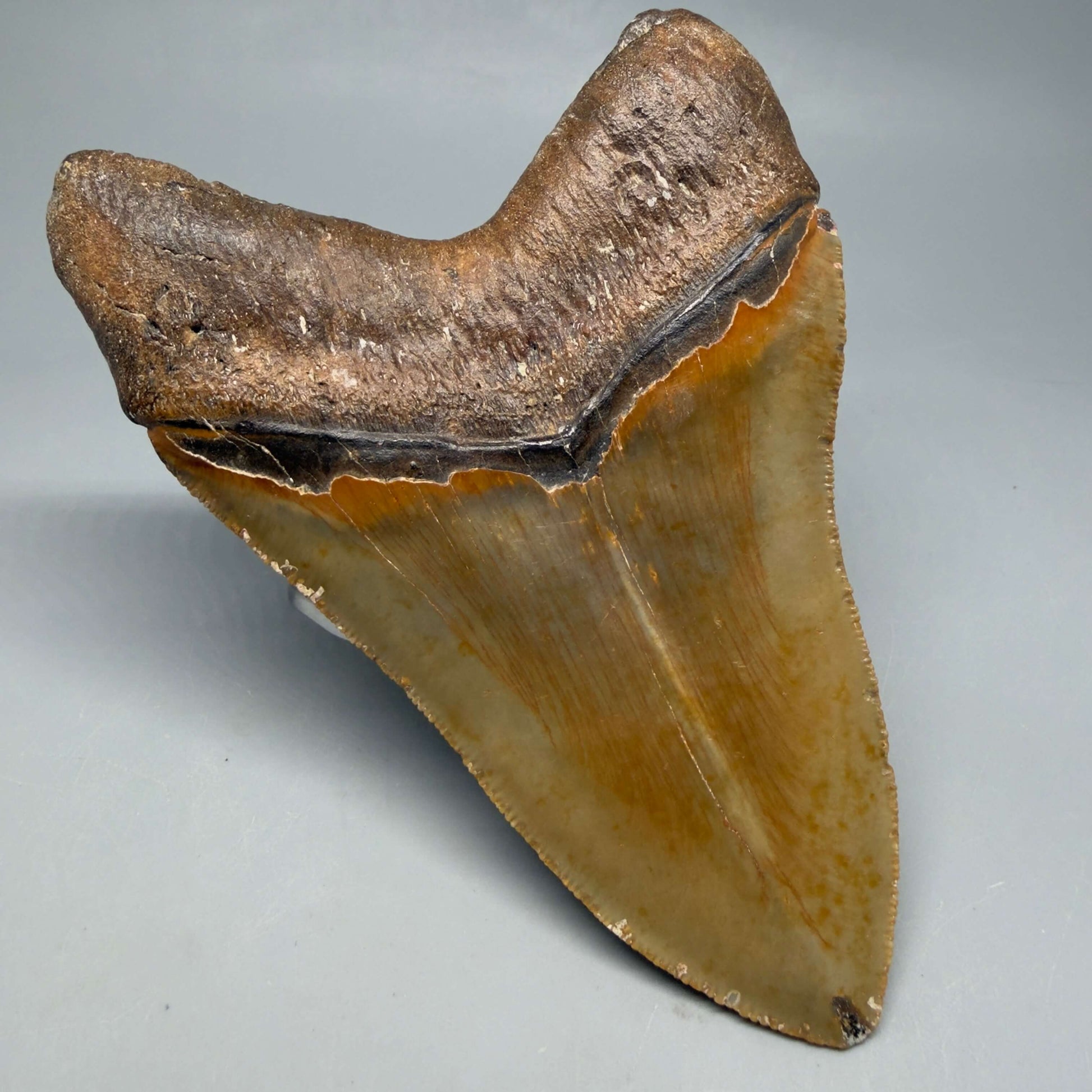 Back Left View Colorful, serrated, heart-shaped 5.32" Authentic Megalodon Tooth – North Carolina CM6464 